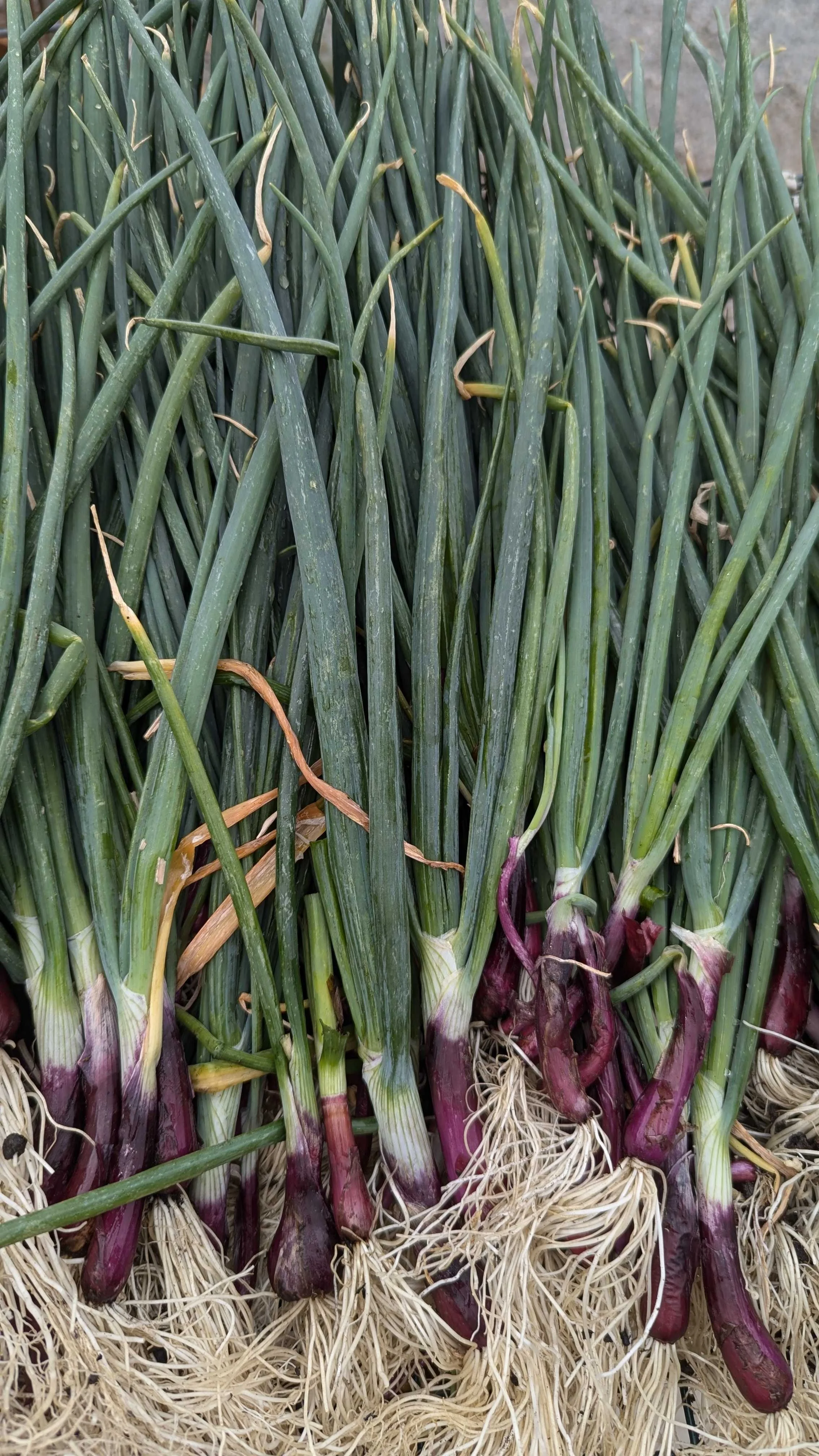 Root Bunches ($5)