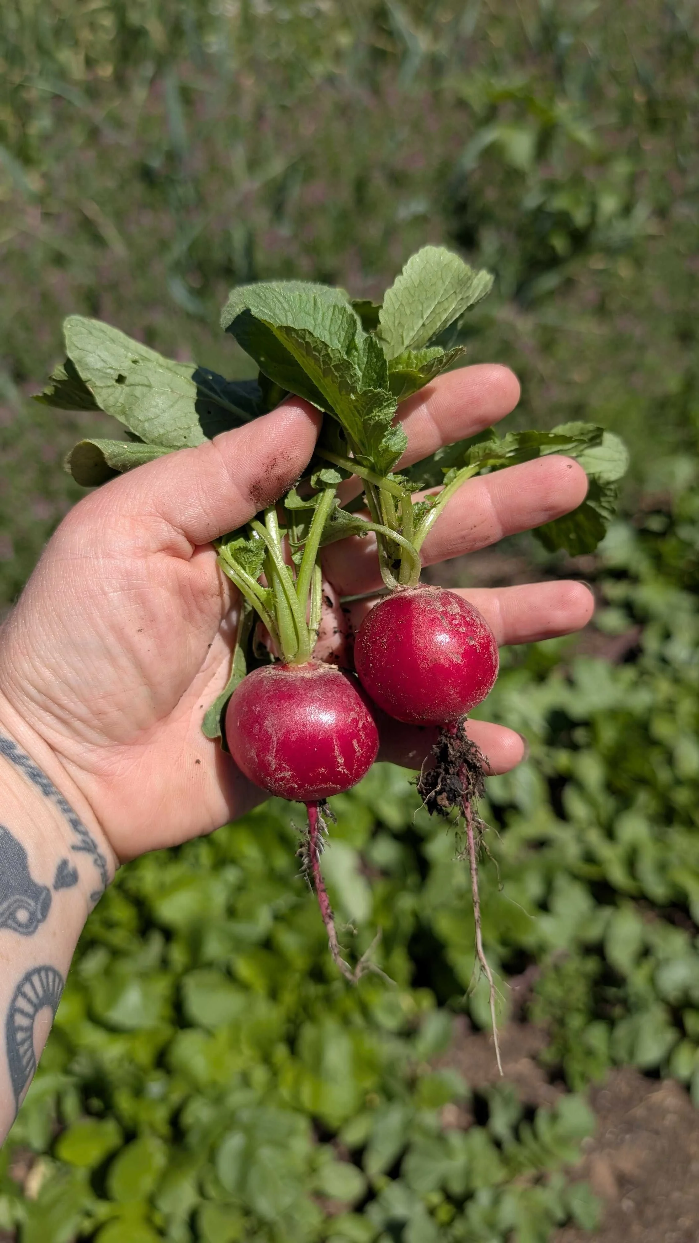 Fresh Veggies ($5)