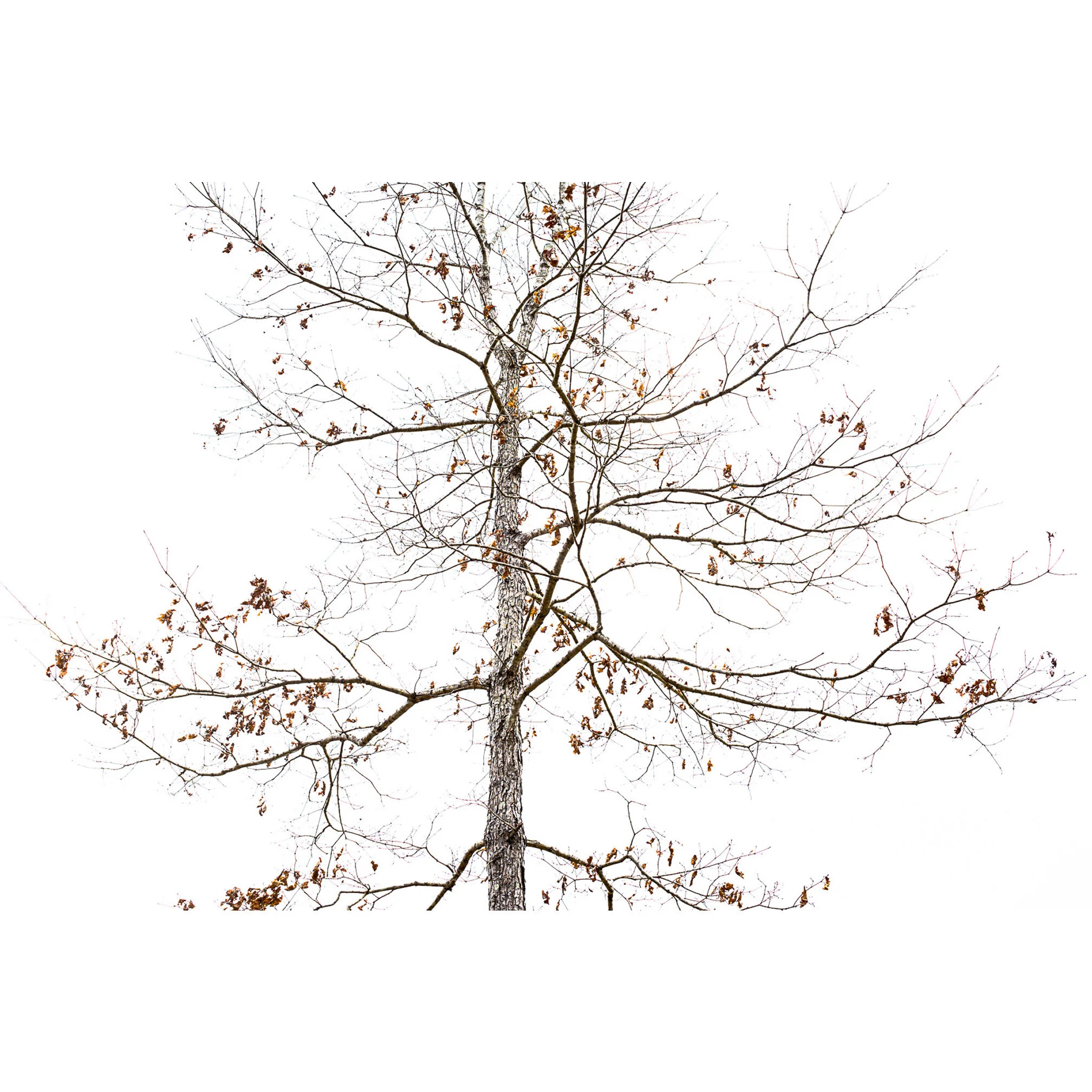 LoneTree1b.jpg