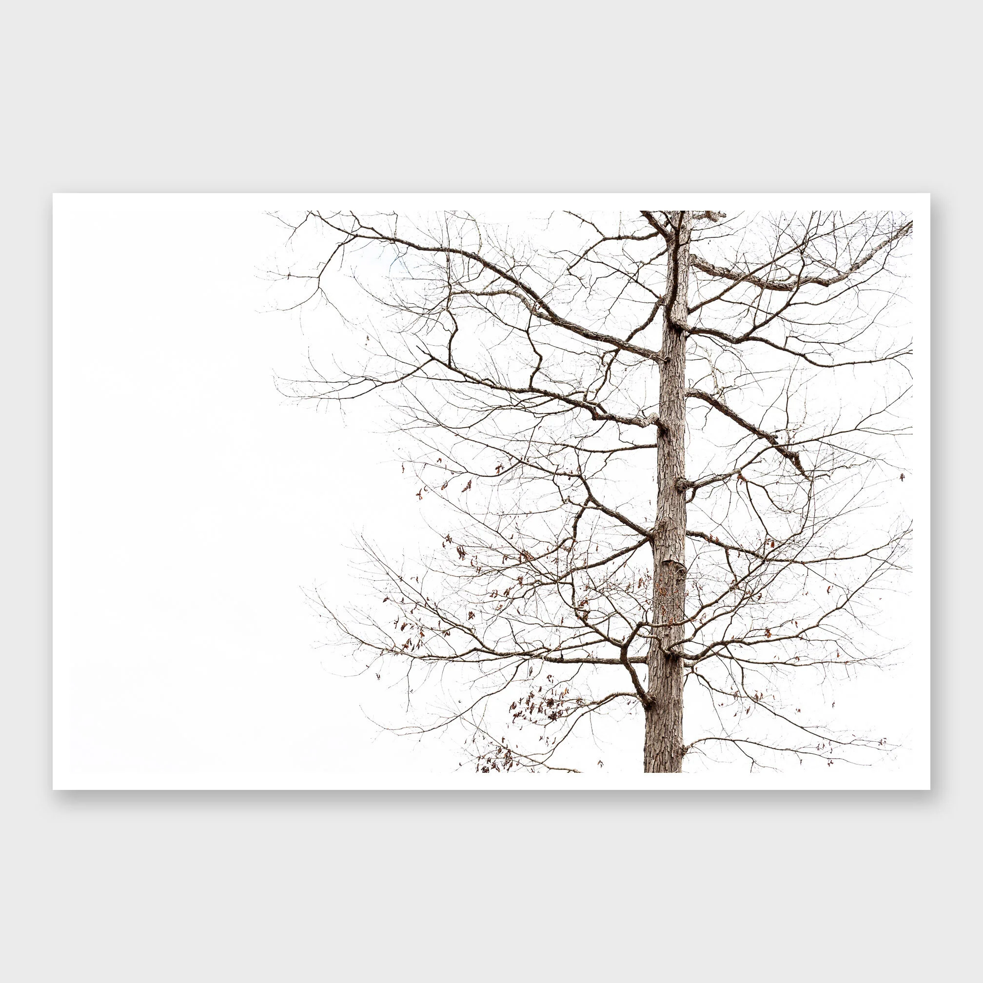 LoneTree2a.jpg