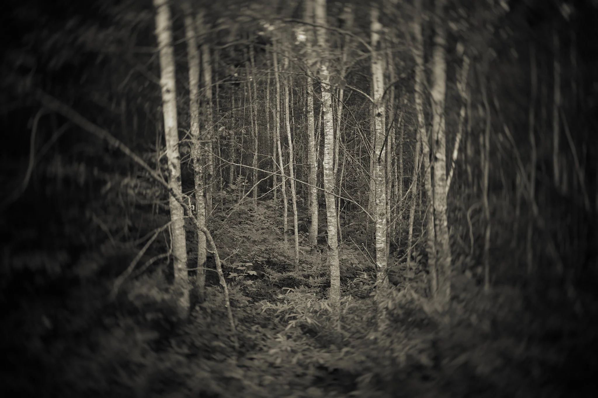 LP_Hayward_Drone_0099.jpg