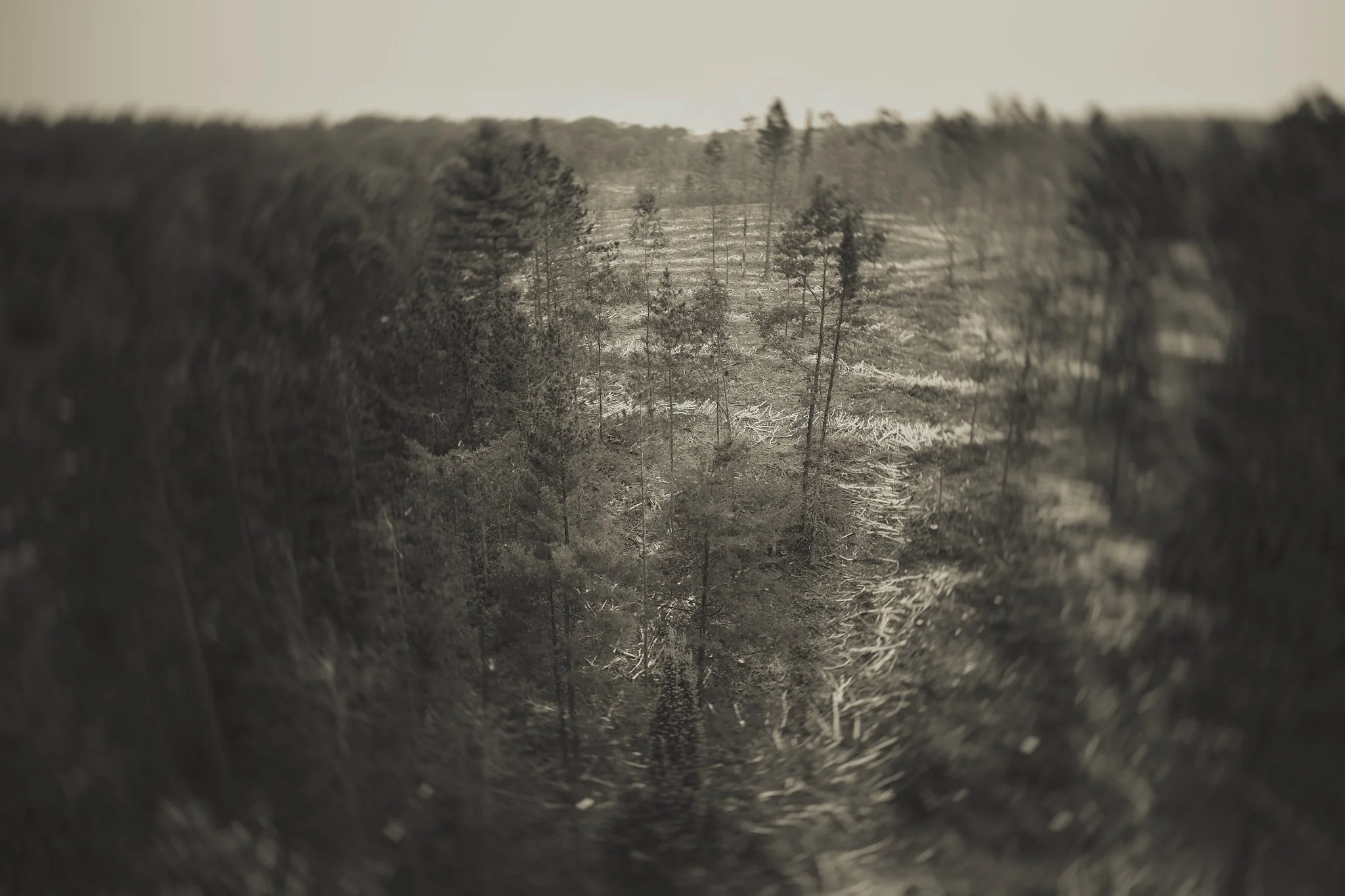 LP_Hayward_Drone_0189.jpg