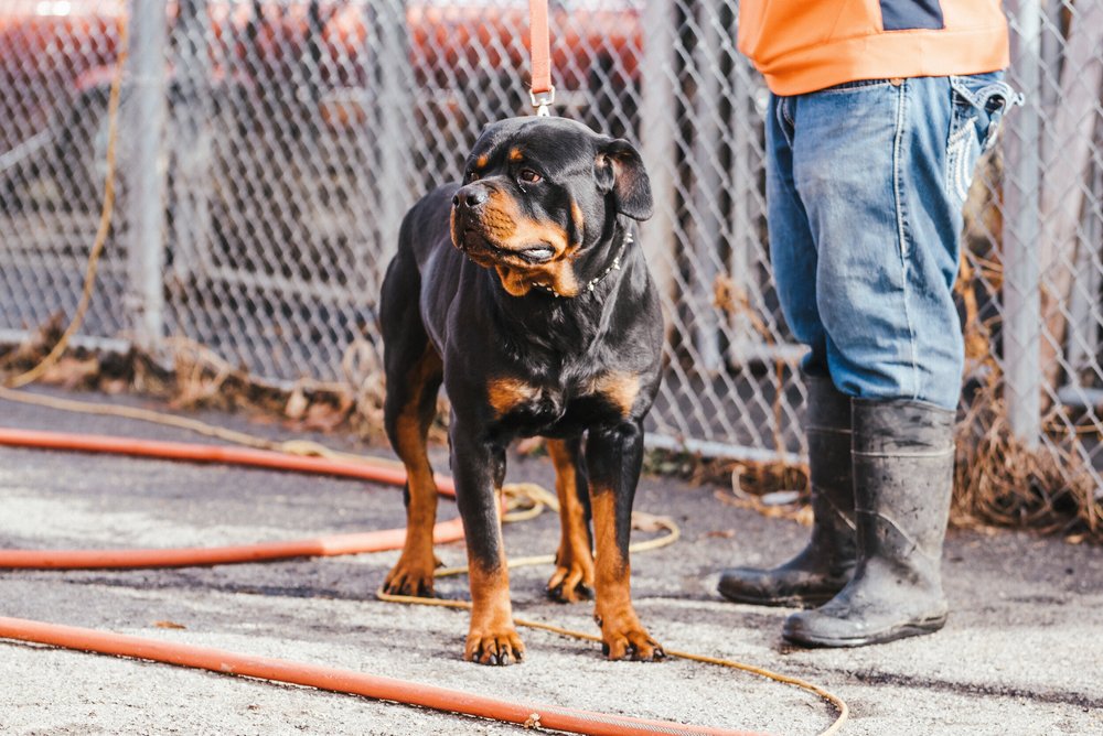 Memphis Dog Breeders | Heaven Sent Kennels of Memphis