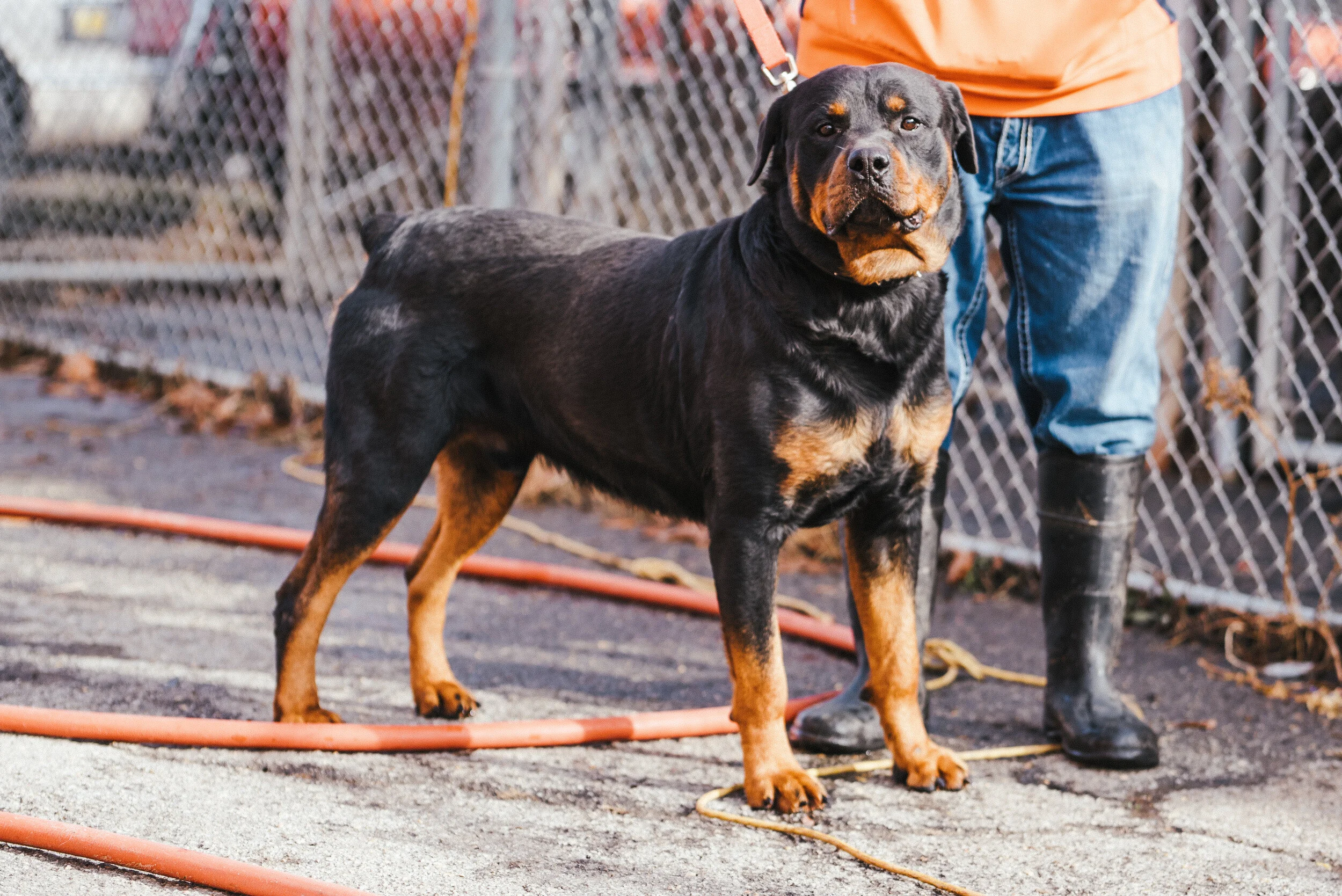 Memphis Dog Breeders | Heaven Sent Kennels of Memphis