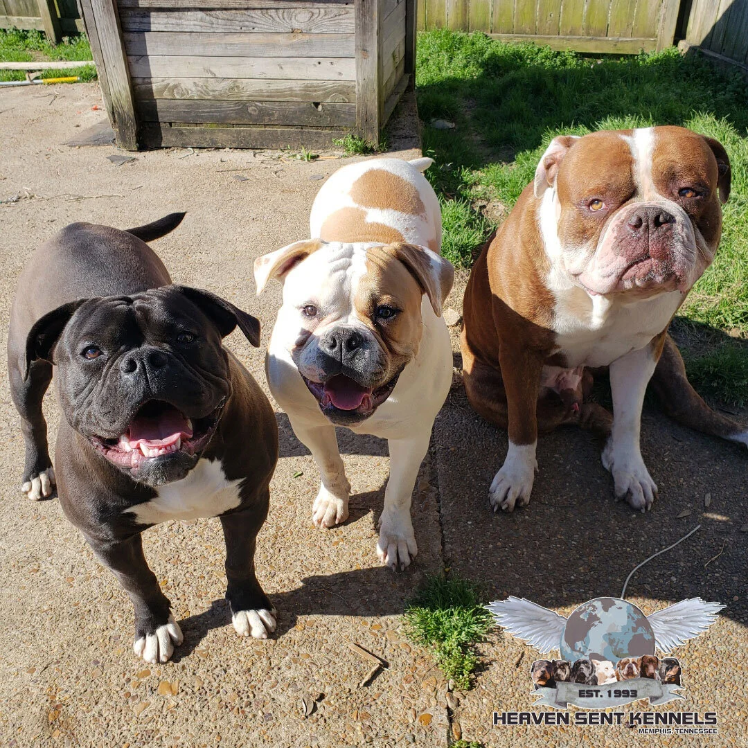 american bulldog kennels