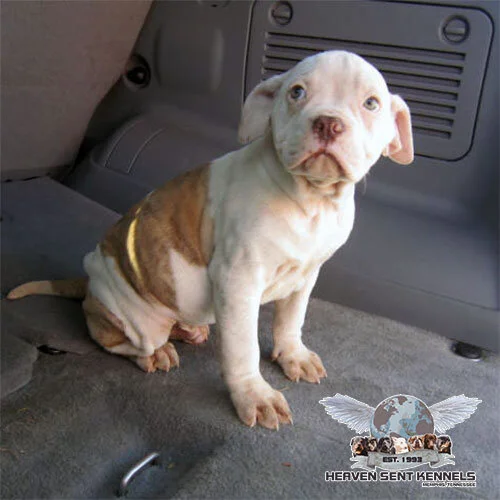 Big Daddy Fendi Litter Memphis Dog Breeders Heaven Sent Kennels Of Memphis