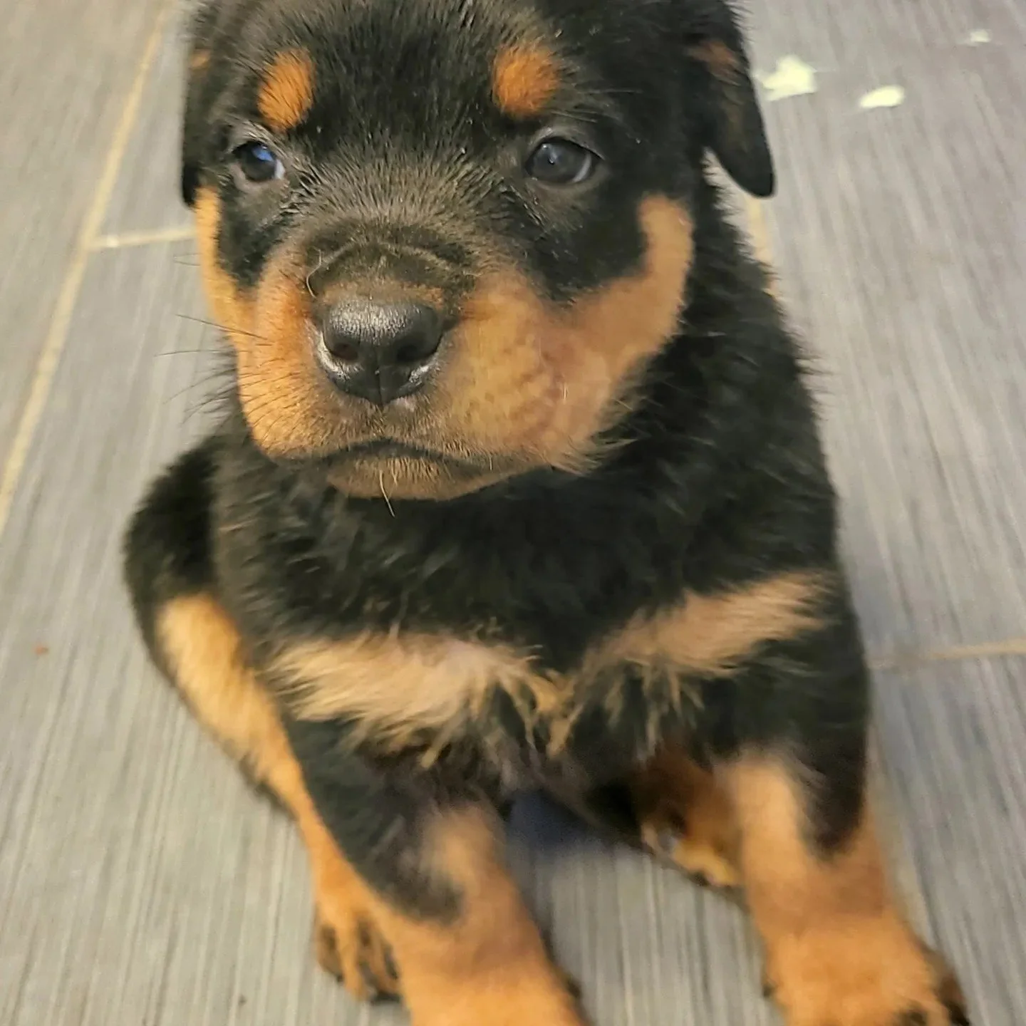 Jesus - Legacy Litter — Memphis Dog Breeders | Heaven Sent Kennels of ...