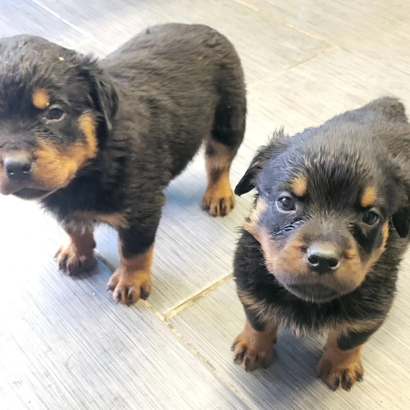 Jesus - Legacy Litter — Memphis Dog Breeders | Heaven Sent Kennels of ...