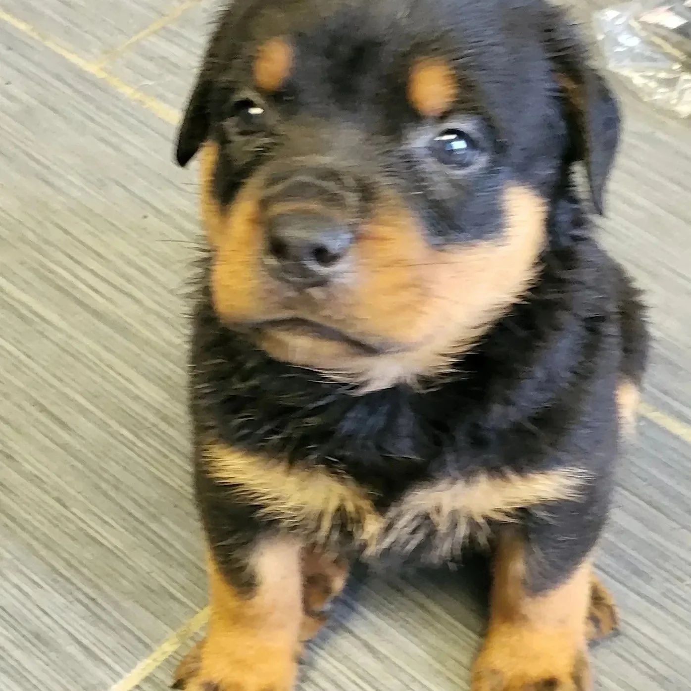 Jesus - Legacy Litter — Memphis Dog Breeders | Heaven Sent Kennels of ...