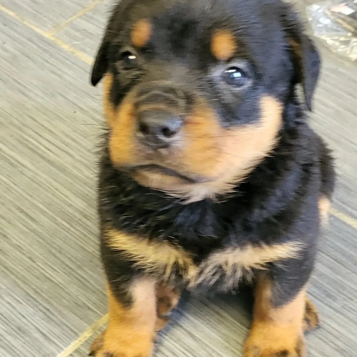Jesus - Legacy Litter — Memphis Dog Breeders | Heaven Sent Kennels of ...