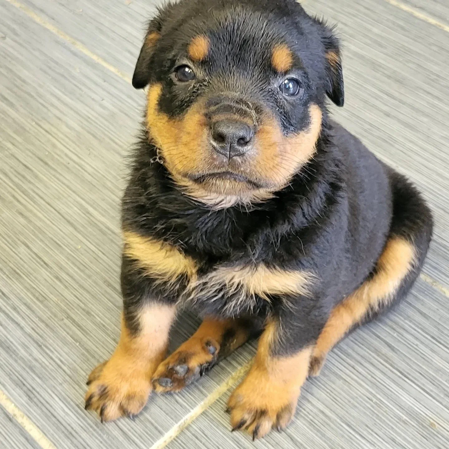 Jesus - Legacy Litter — Memphis Dog Breeders | Heaven Sent Kennels of ...