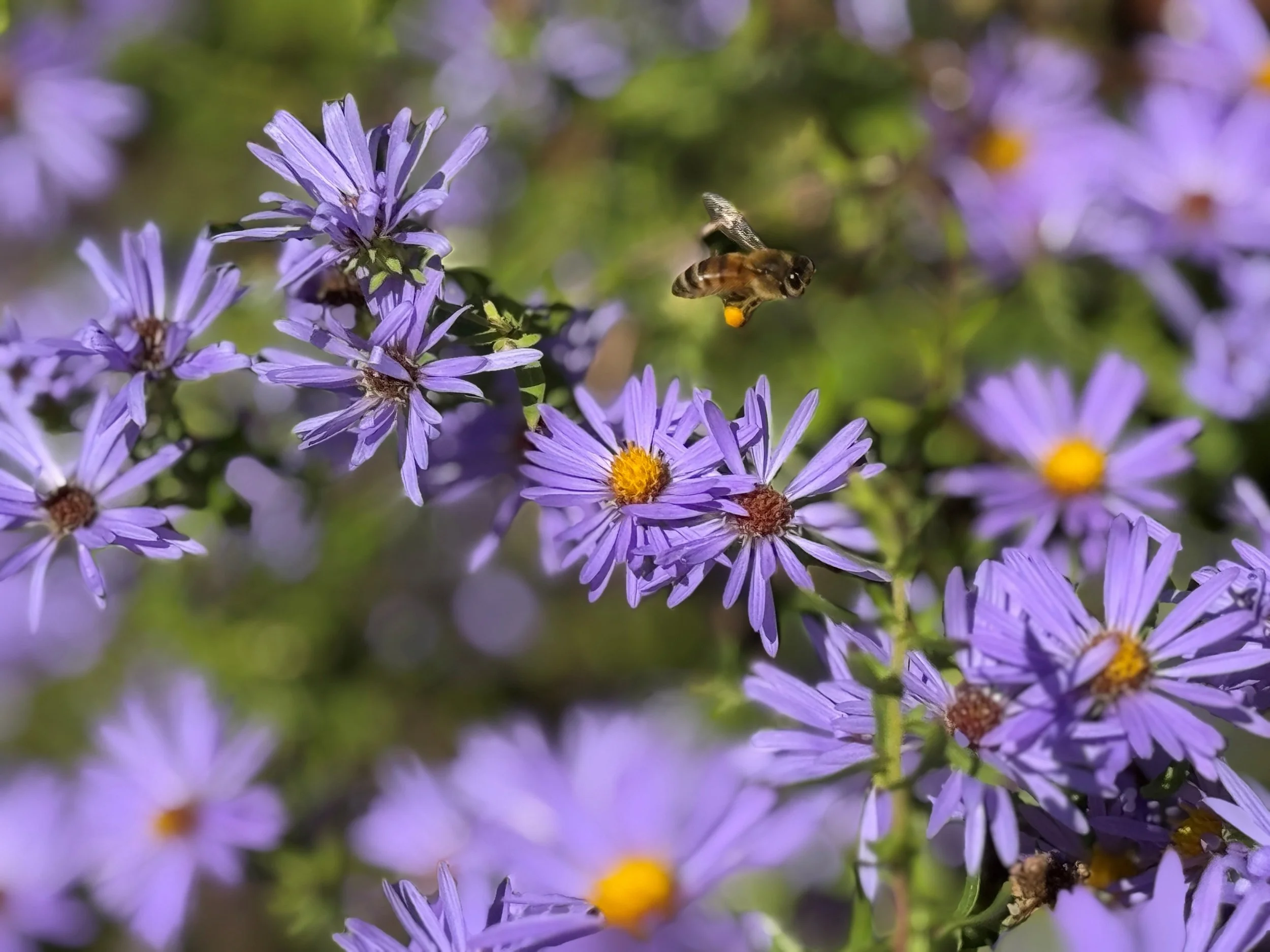 bee and aster.jpg