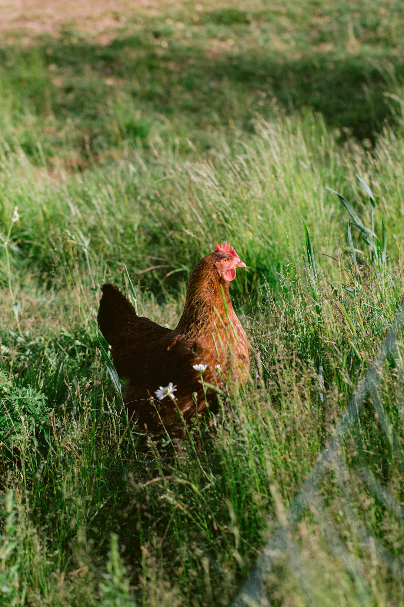 Flutter-Cotswolds-201-Saturday-LR.JPG