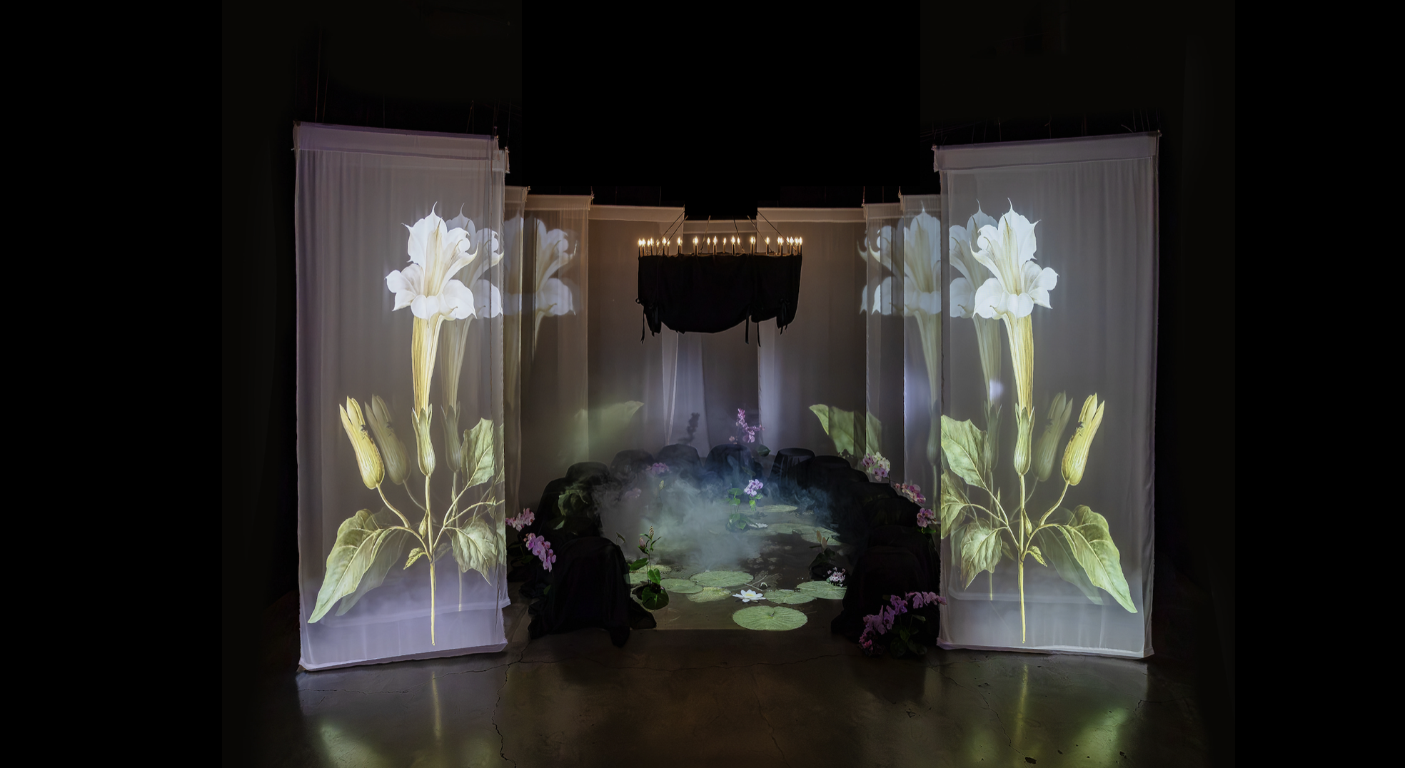 Midnight on the Lily Pond