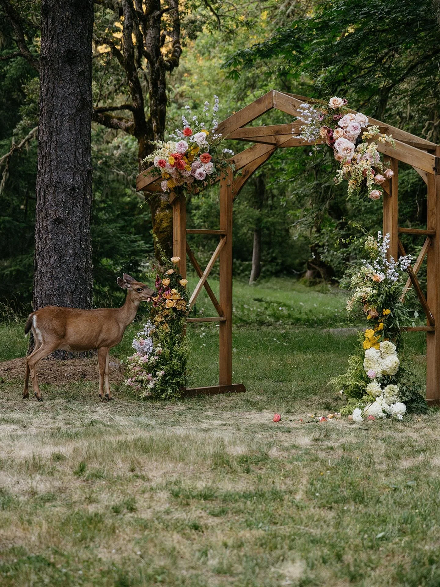 Oh dear - deer? 🤨 - our first wedding crasher! 🦌 
📷: @nikilouisephotog 
🌼: @wrongnumberfloral 
#mounttomhouse #placestostay #oregonwedding #oregonweddings #willamettevalley #airbnboregon #vrbooregon