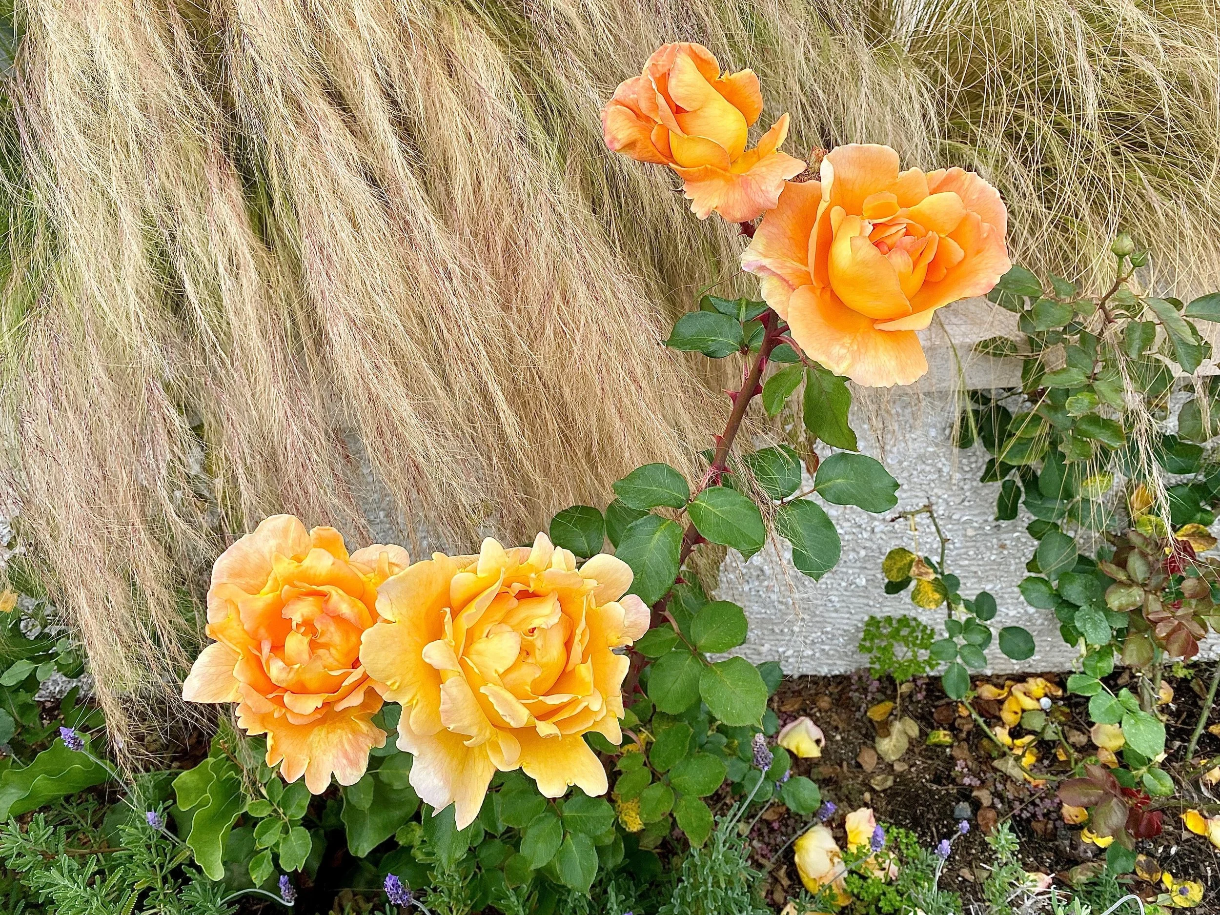 Hot Shots - June 16, 2023