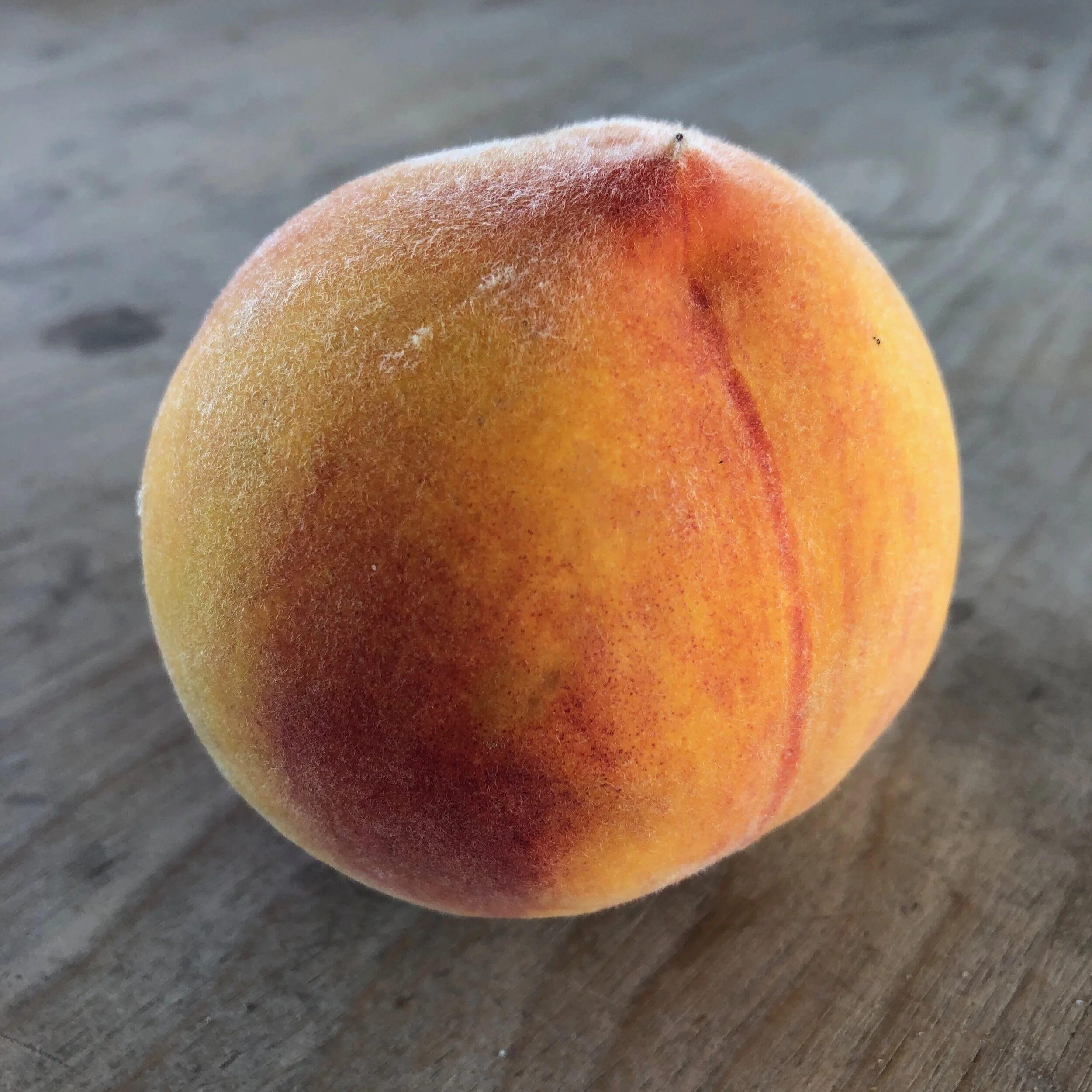 Sun+Crest+Peach.jpg