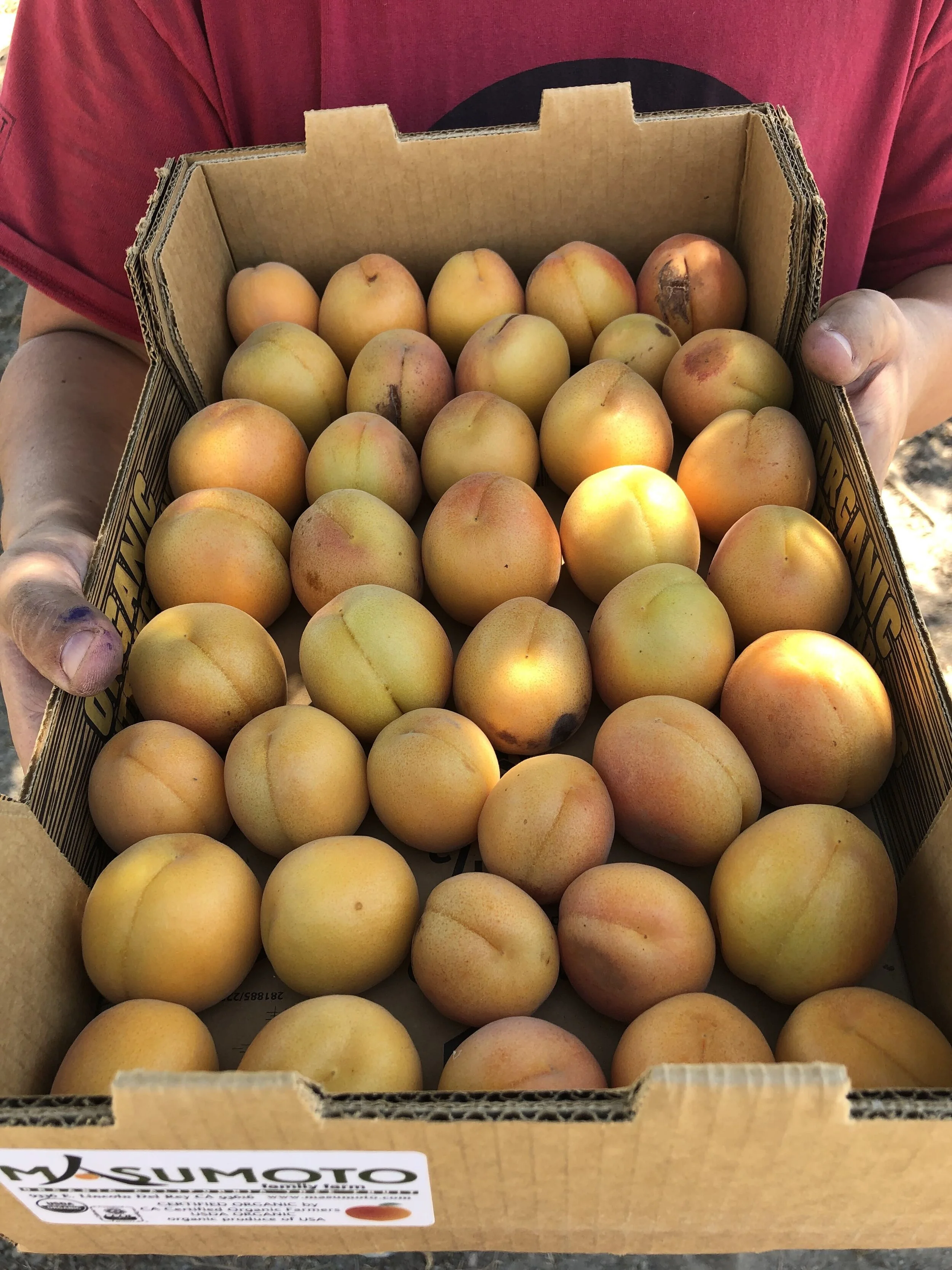 Golden Sweet OUFab m.jpg