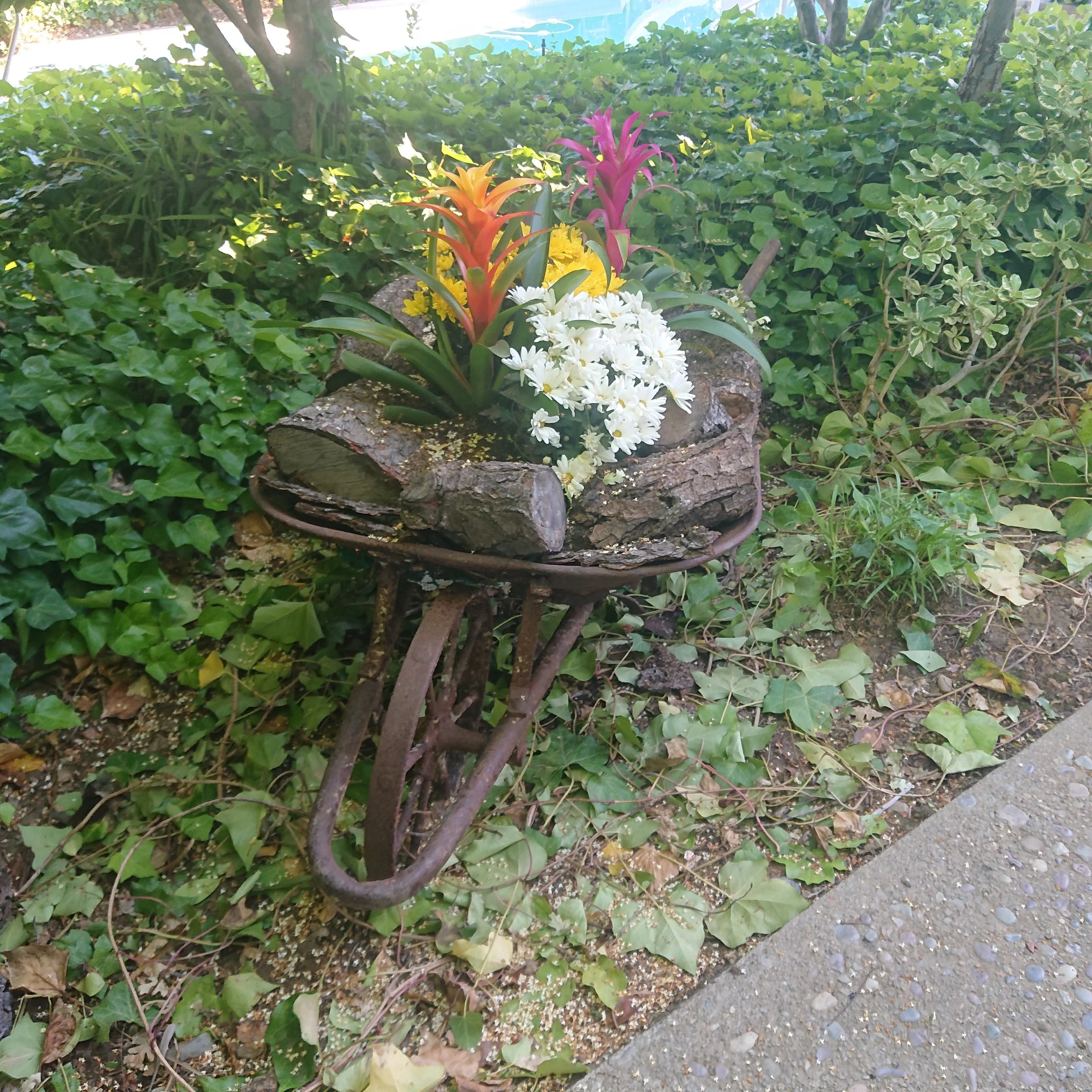 DSC_0905.JPG