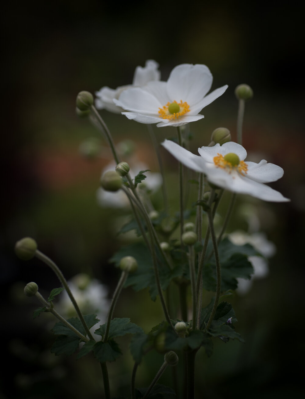 anemone honorine jobert