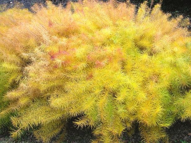 amsonia hubrictii, threadleaf bluestar, in fall