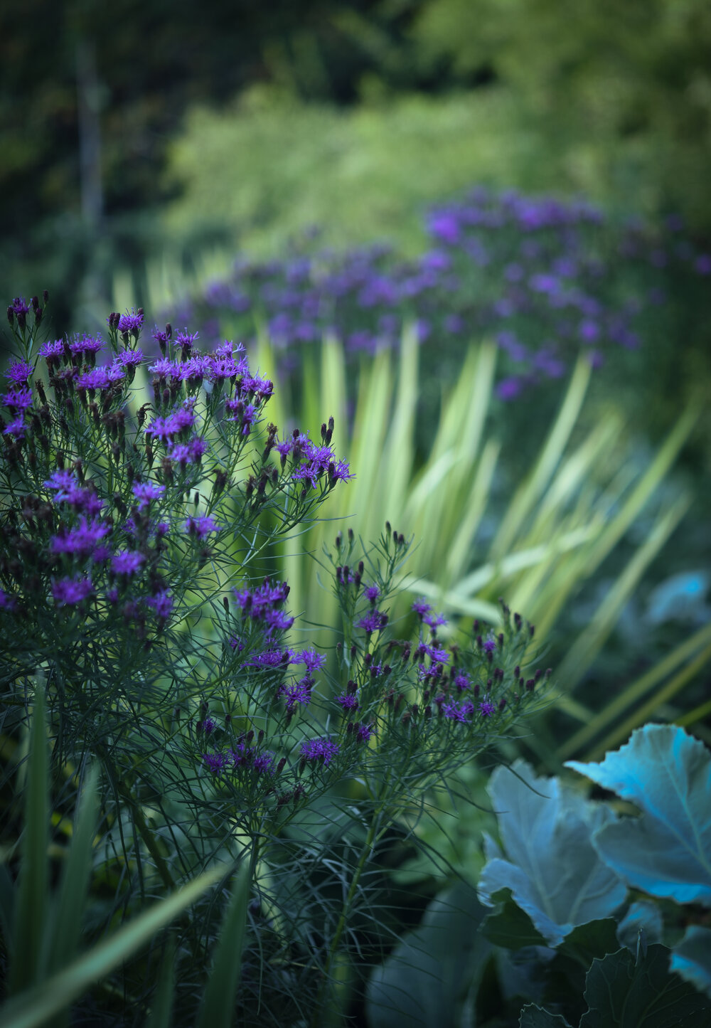 veronia lettermanii, dwarf ironweed