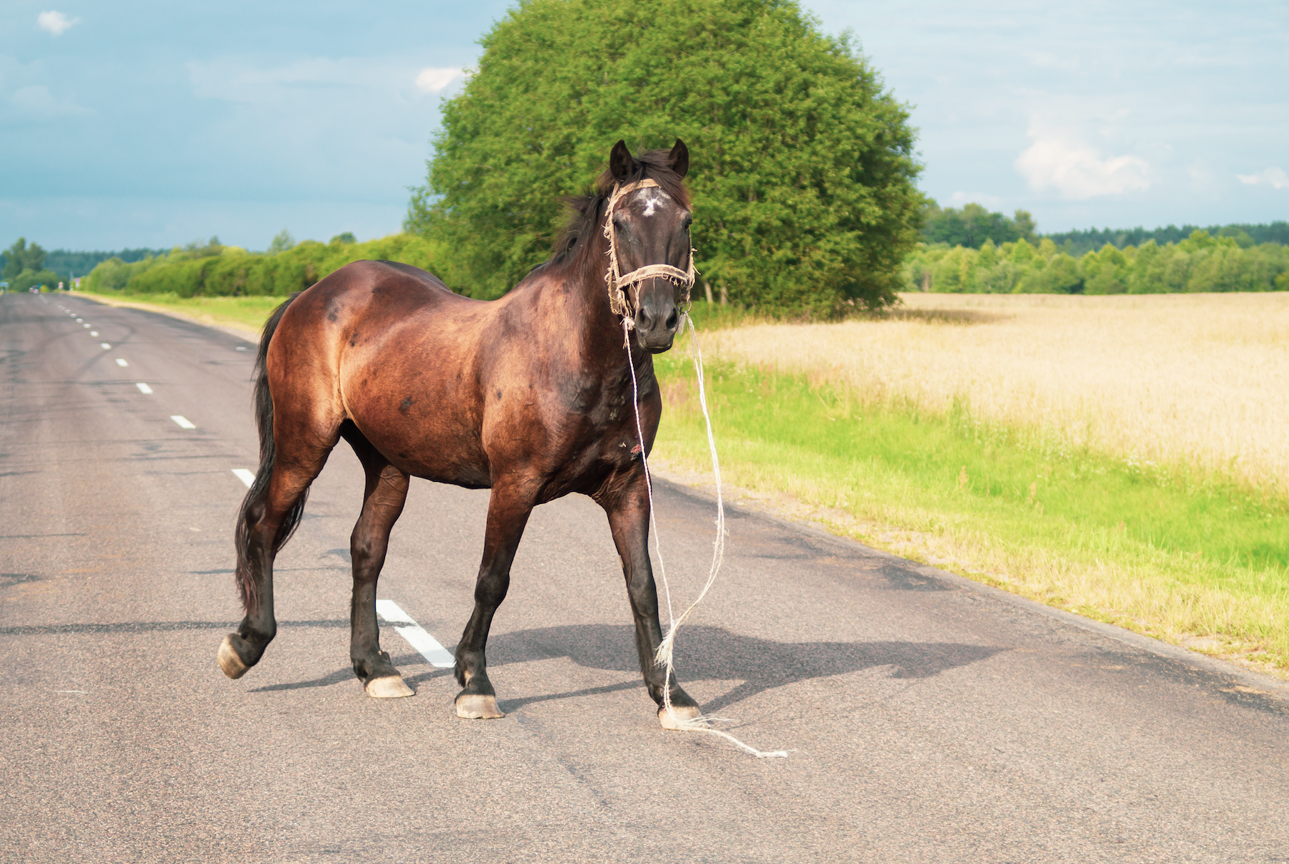 Don’t Take Your Horse On The Highway