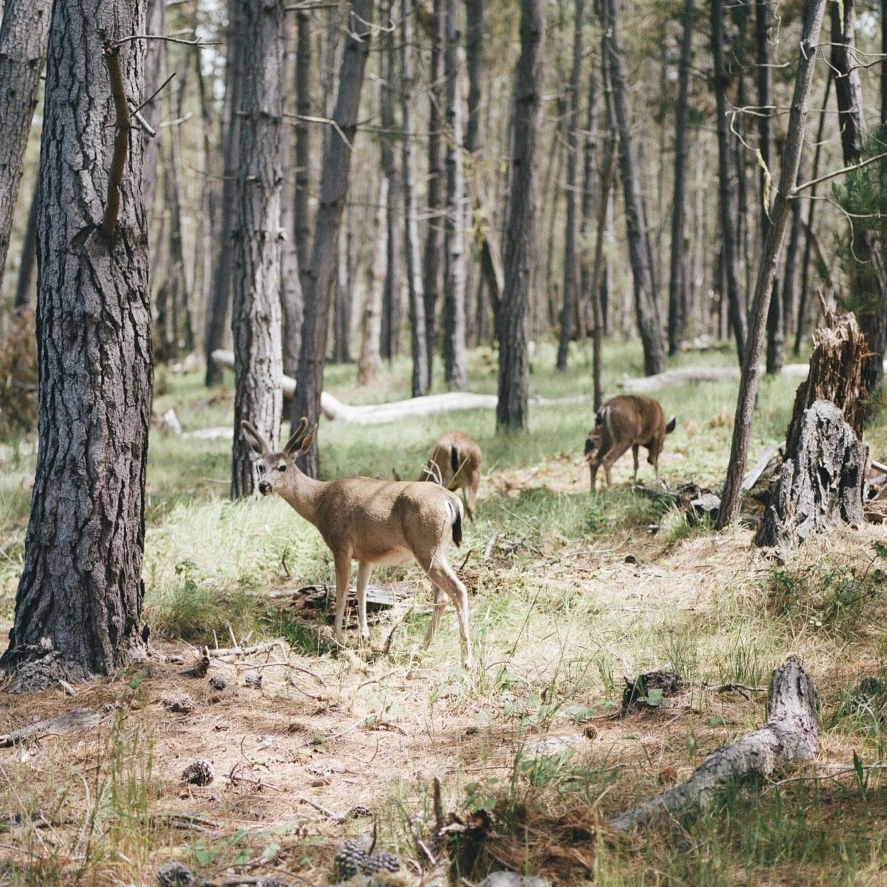 000024330013 Large.jpeg