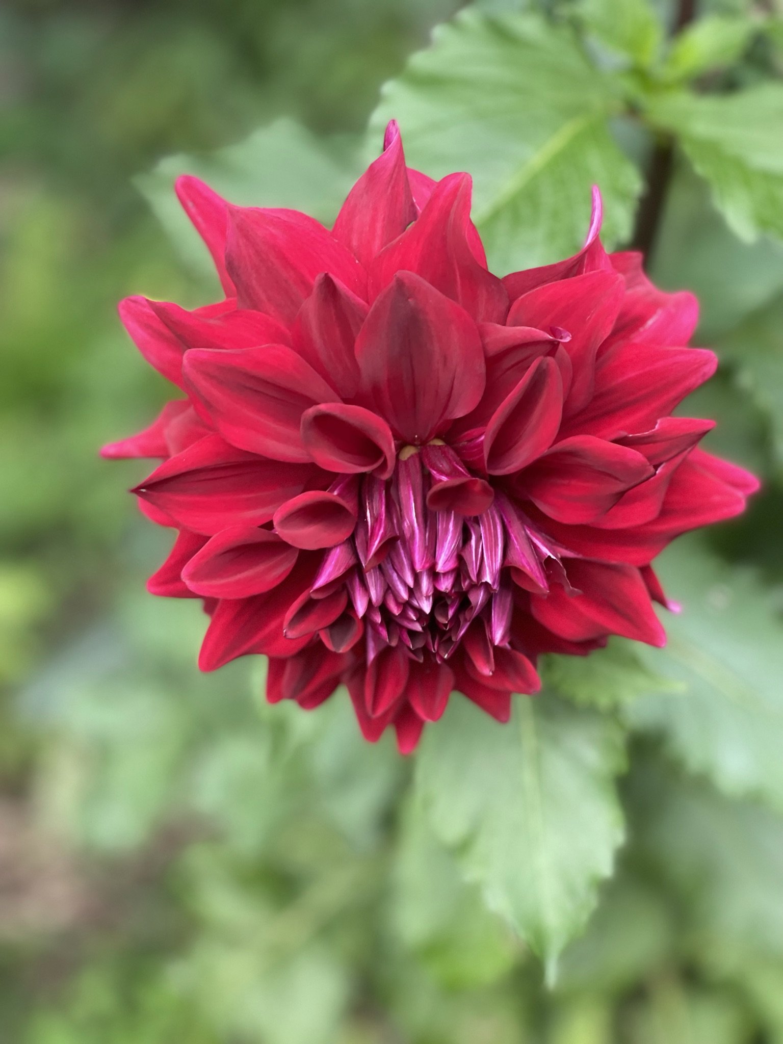 IMG_0172.JPEG