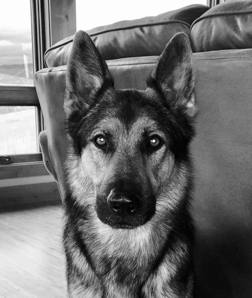 Reference image provided by client.