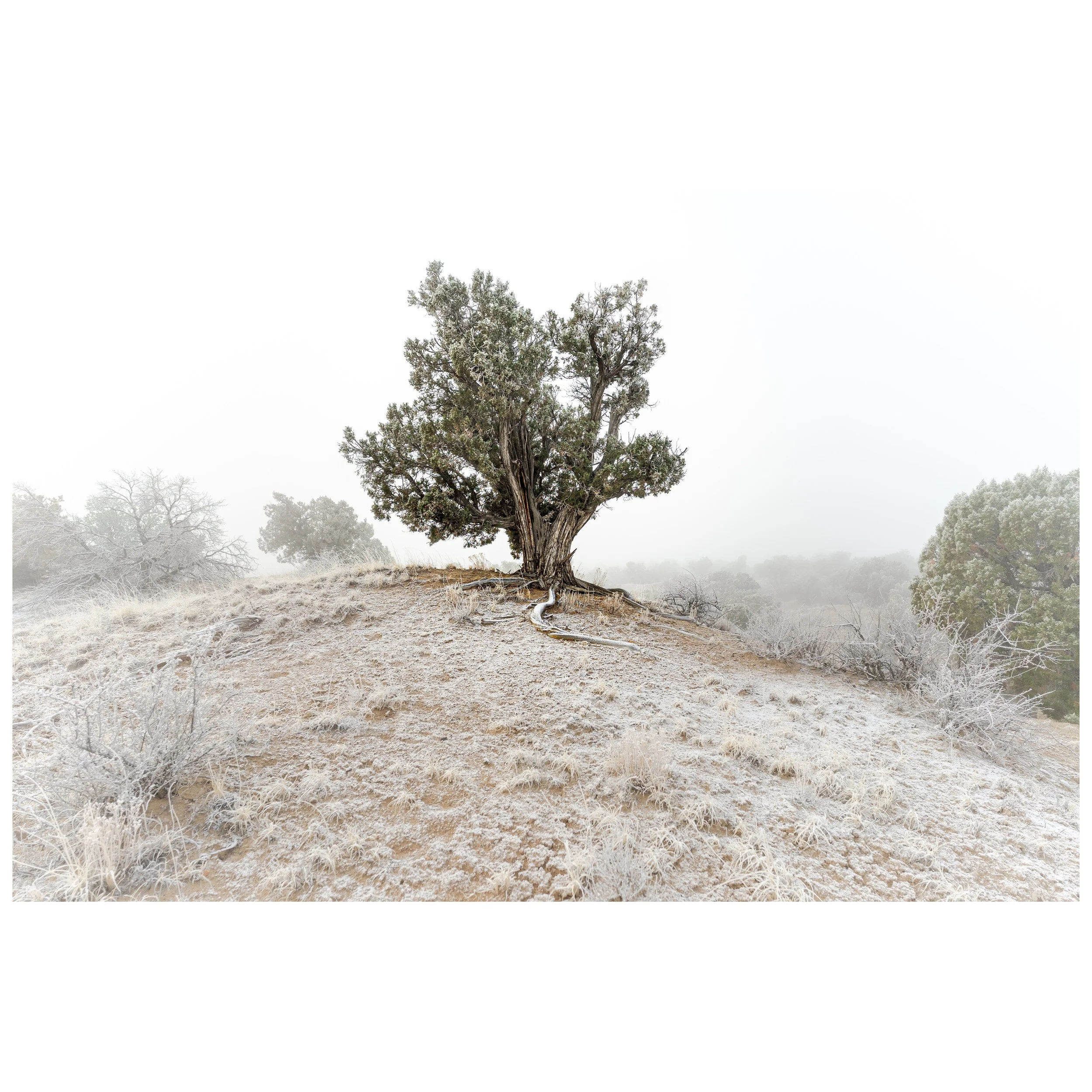 Snow Dust_$175_8x10_Fine Art Photography.jpg