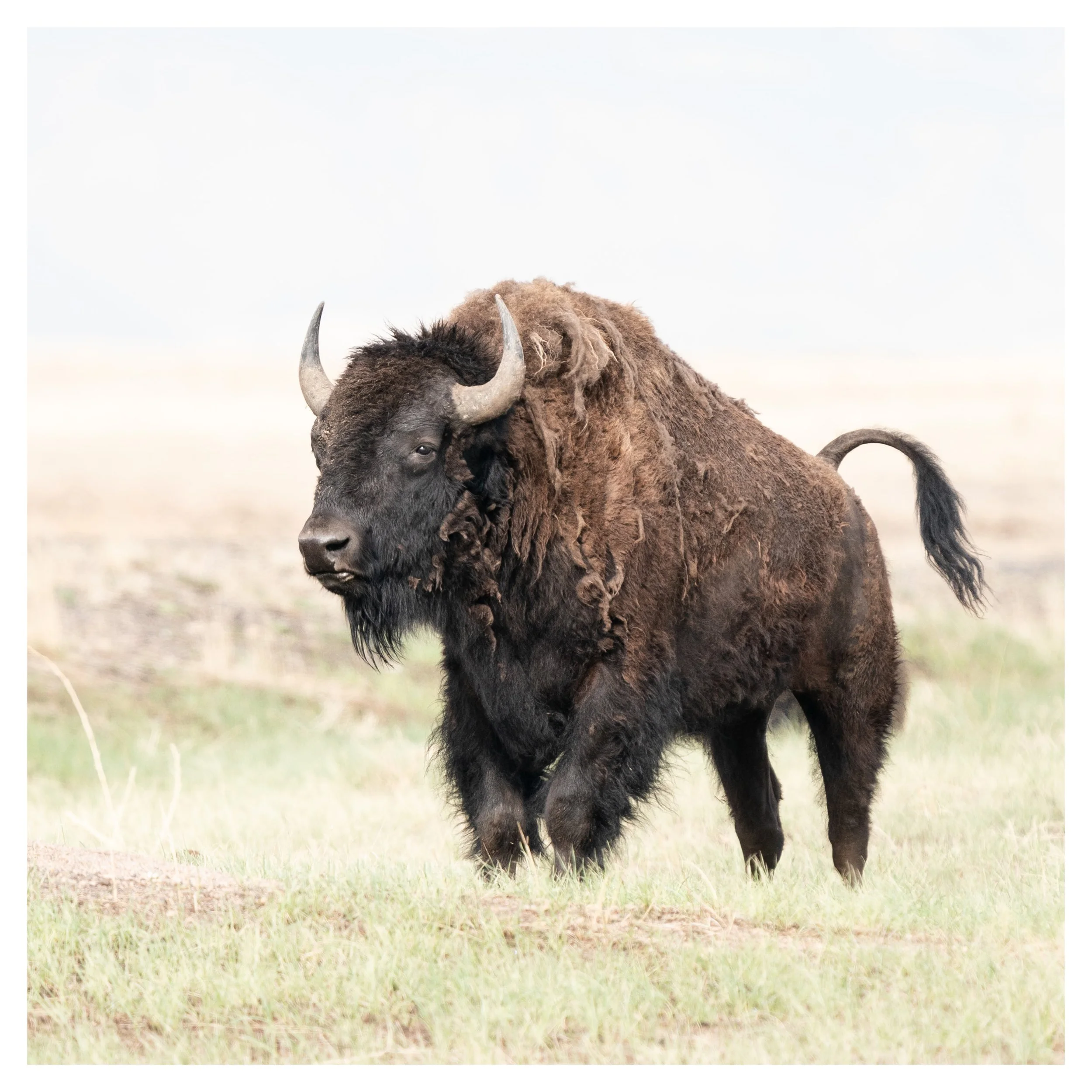 Spring Bison BISON IN SPRING — Pine Moon Fine Art / Colorado Gallery