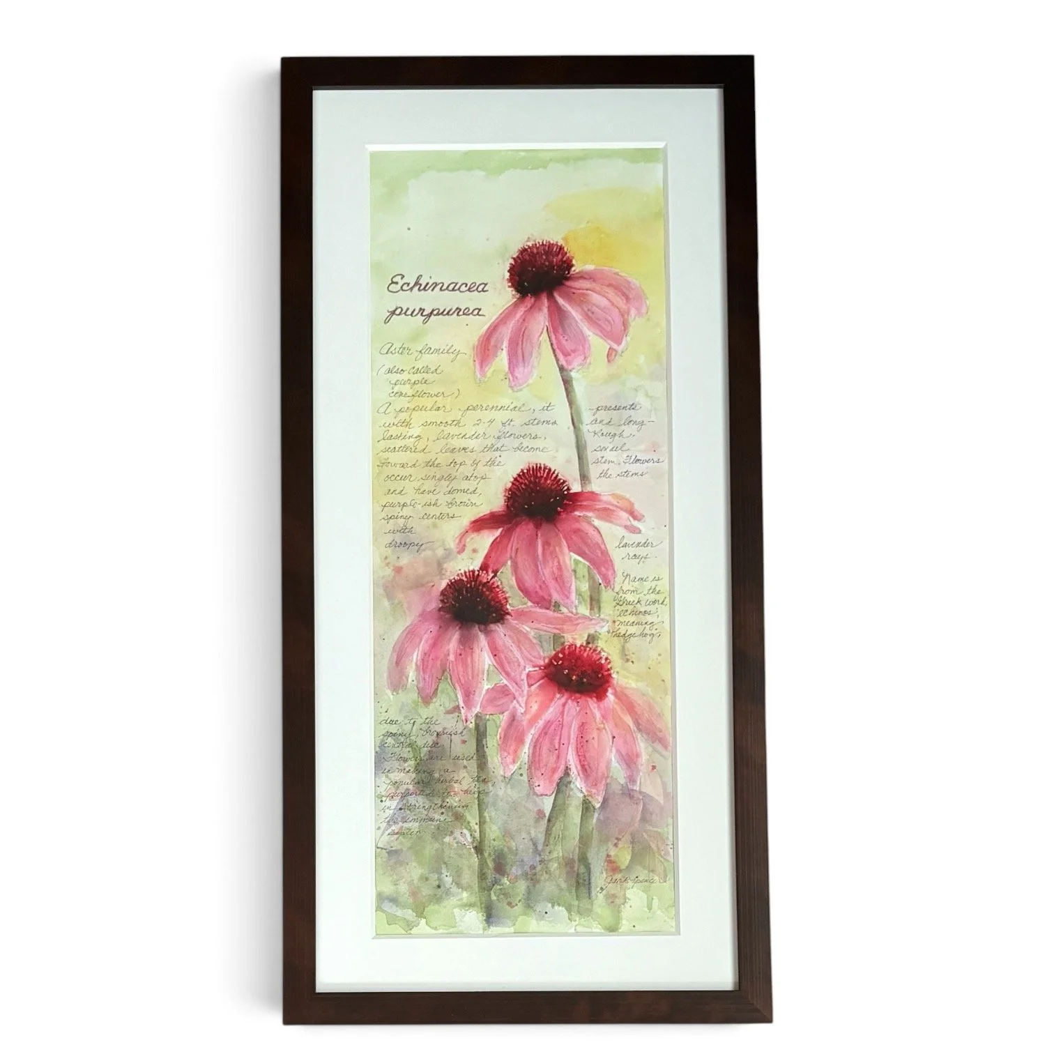 ECHINACEA FIELD NOTES