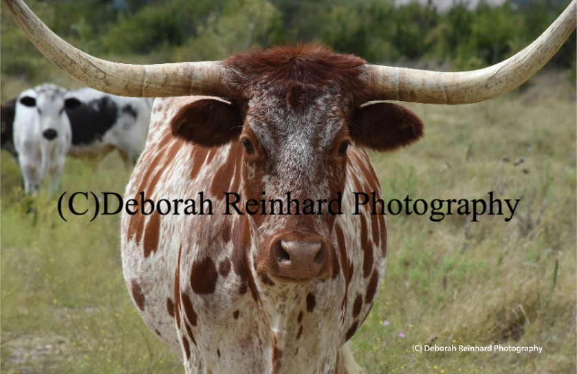 ©Deborah Reinhard Photography Close Up New York