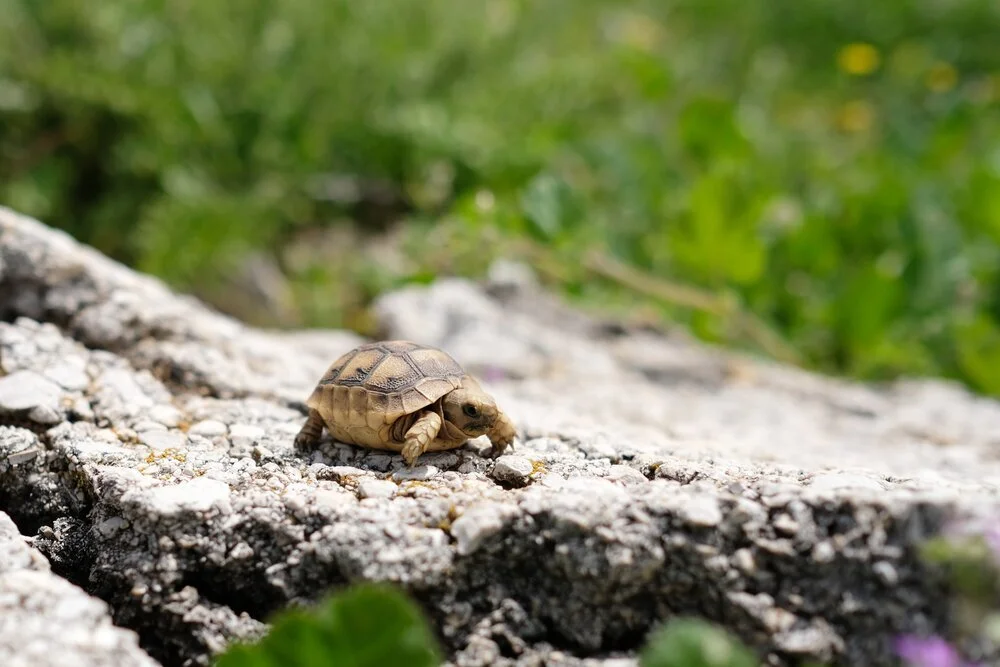 Blanding’s Turtle, Nova Scotia Population