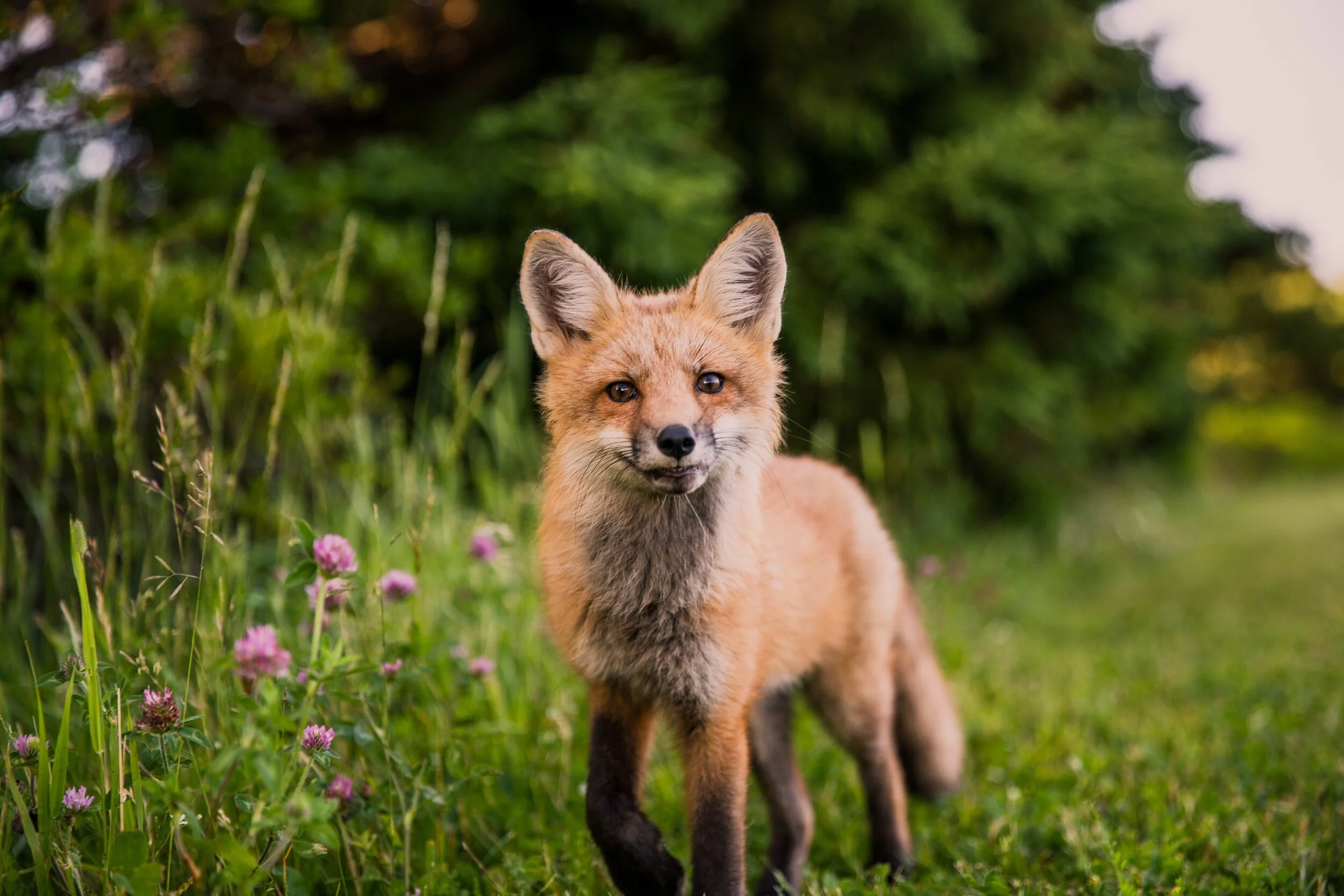 Canadian Wildlife Federation Conservation Education Intern