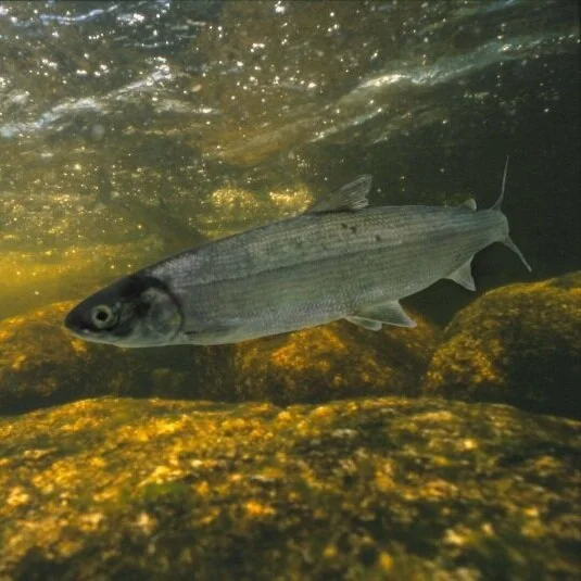 Local Species at Risk: Atlantic Whitefish