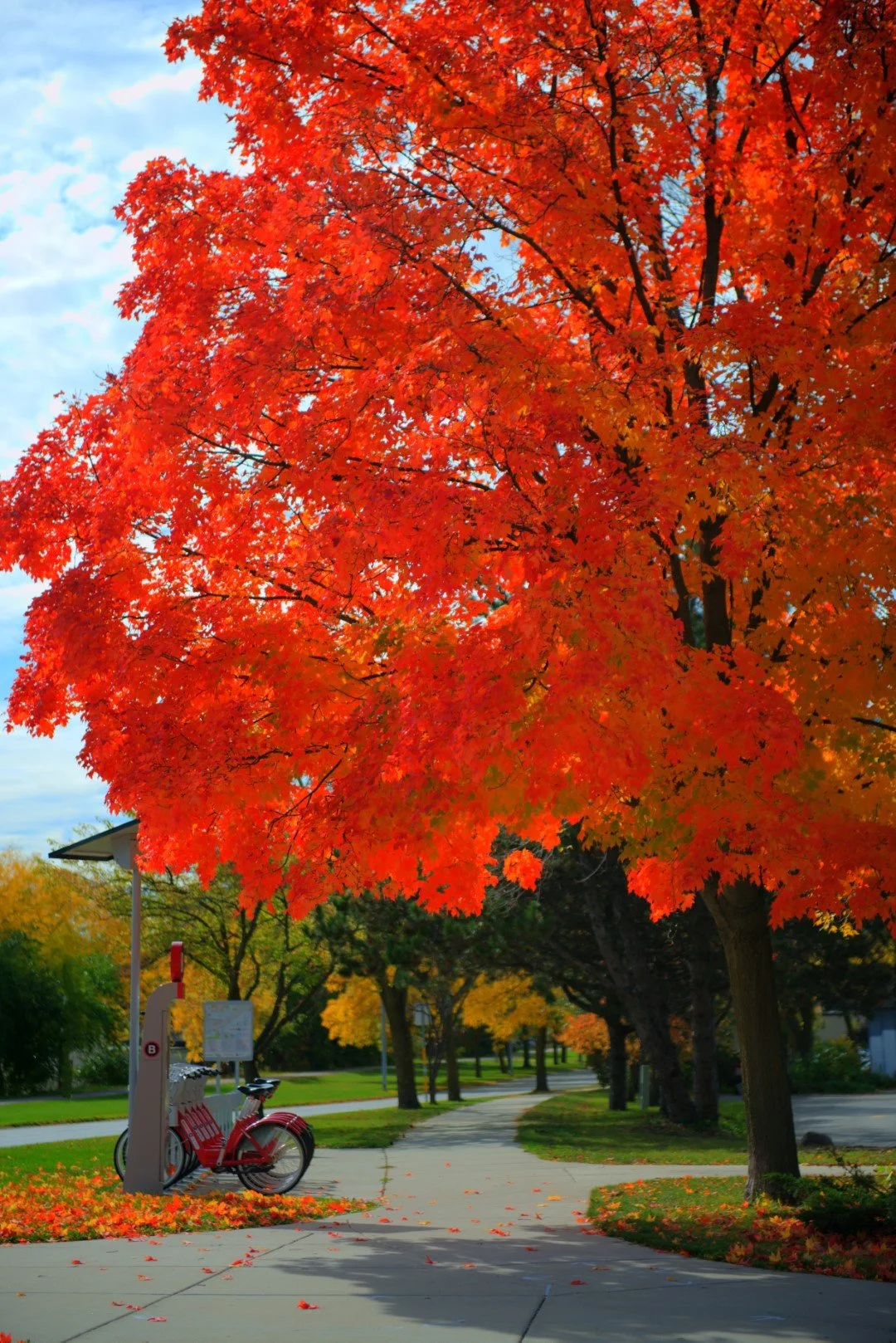 Montys Tree (Large).jpg