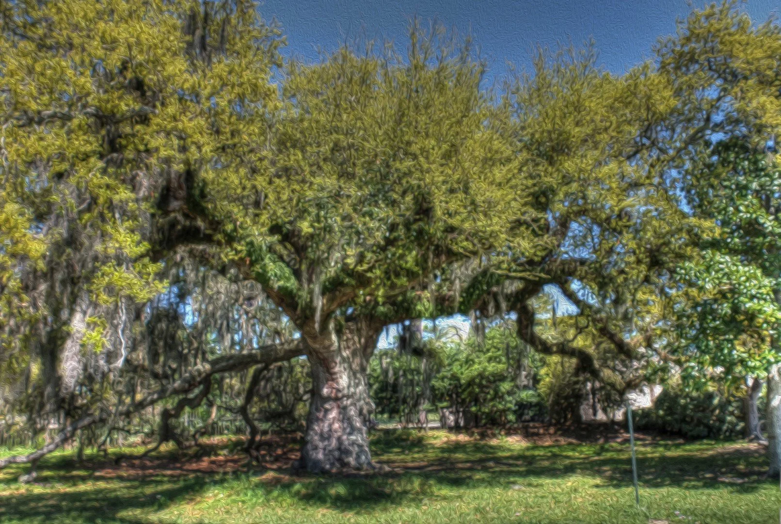 Tree (Large).jpg