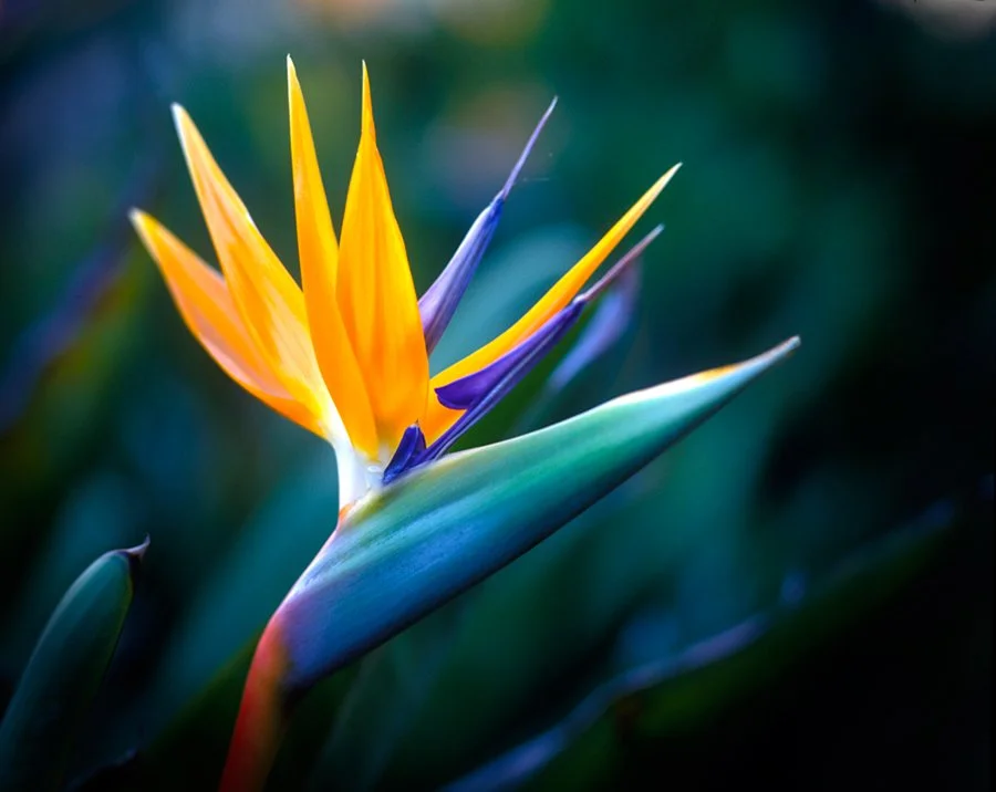 Sedam_Bird-of-Paradise-Scaled-for-Web.jpg