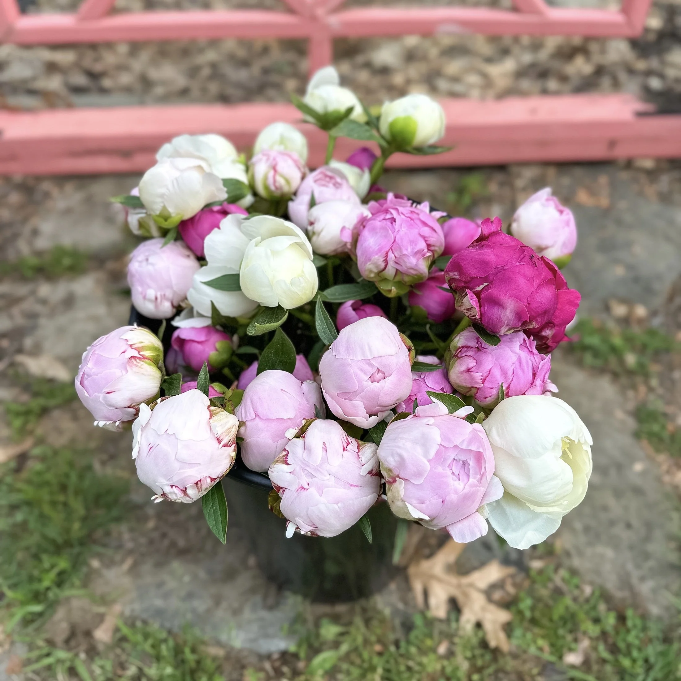 Peony Bucket_two_KristenPreble.jpg