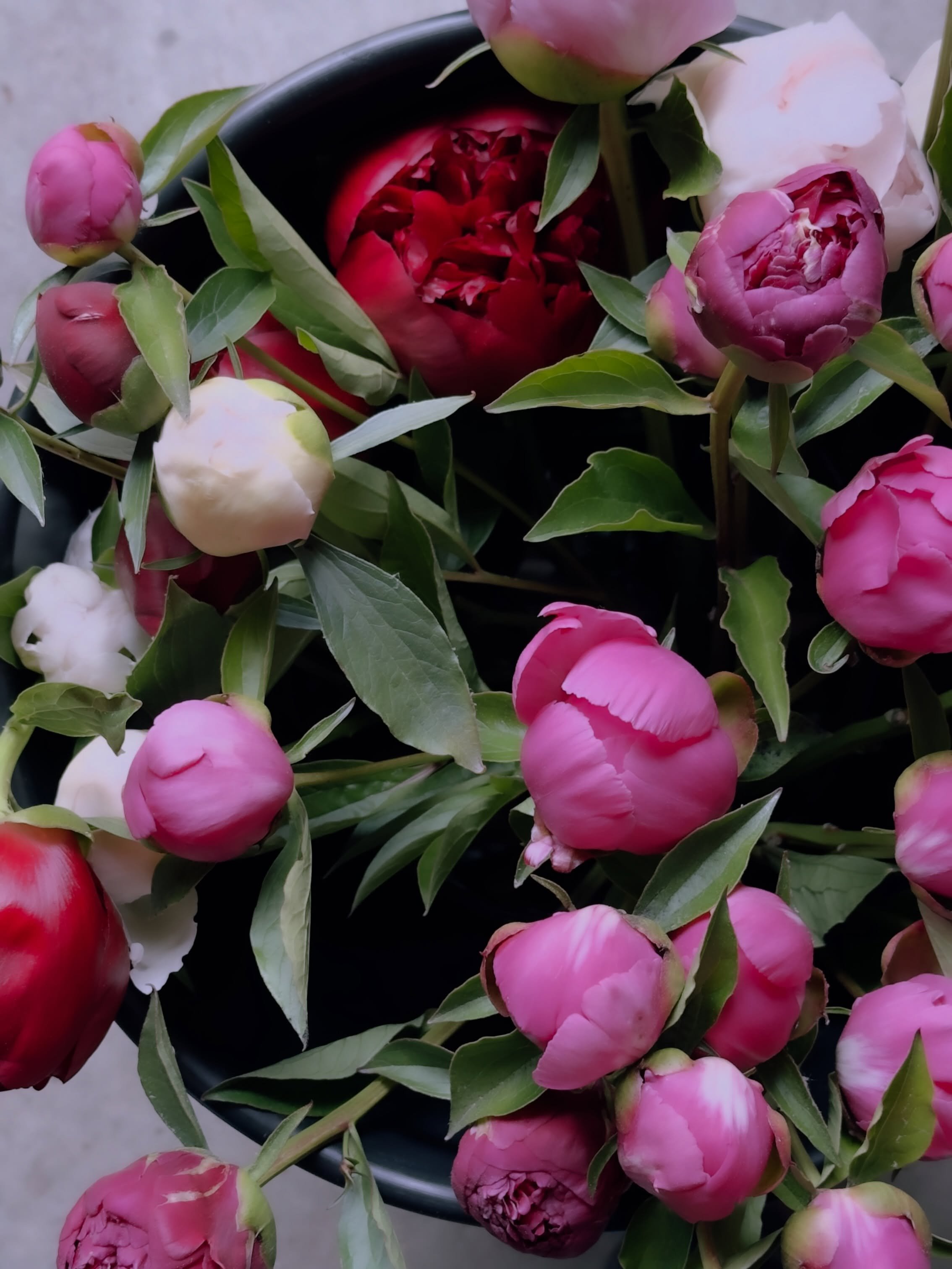 The peonies are finally here! 🎉 The flower stand will officially open for the season with the arrival of these beauties on Thursday from 9-6. Cash, Venmo, and credit/debit accepted. DM me if you need the address. 🙌

It&rsquo;s also June 2nd and the