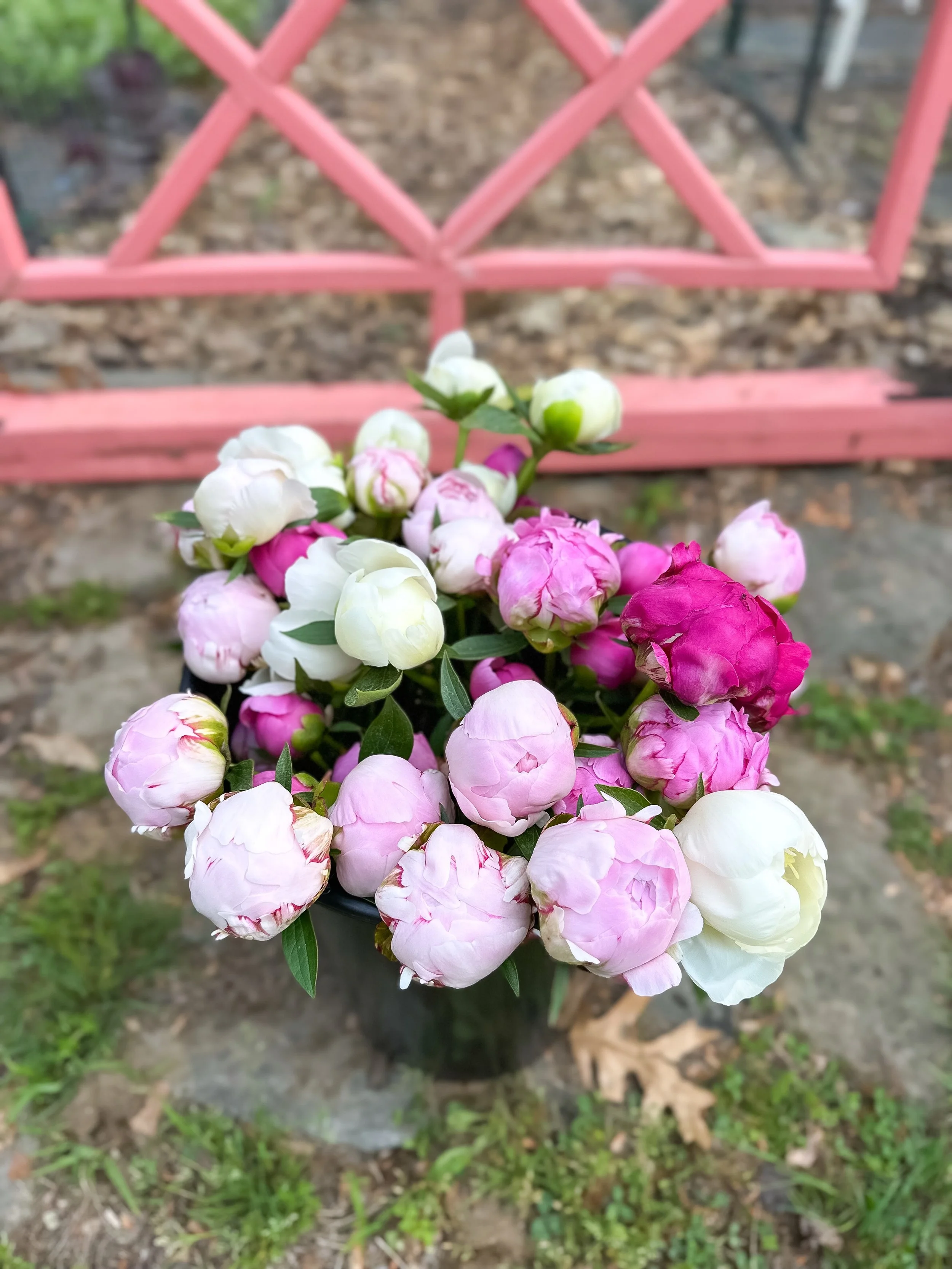 🌸 Peony lovers, this one&rsquo;s for you. 🌸

New on the website: 50-Stem Peony Buckets are now available for pre-order with local pickup in Westford!

Perfect for DIY weddings, events, parties, gifting, or simply filling your home with the beauty a