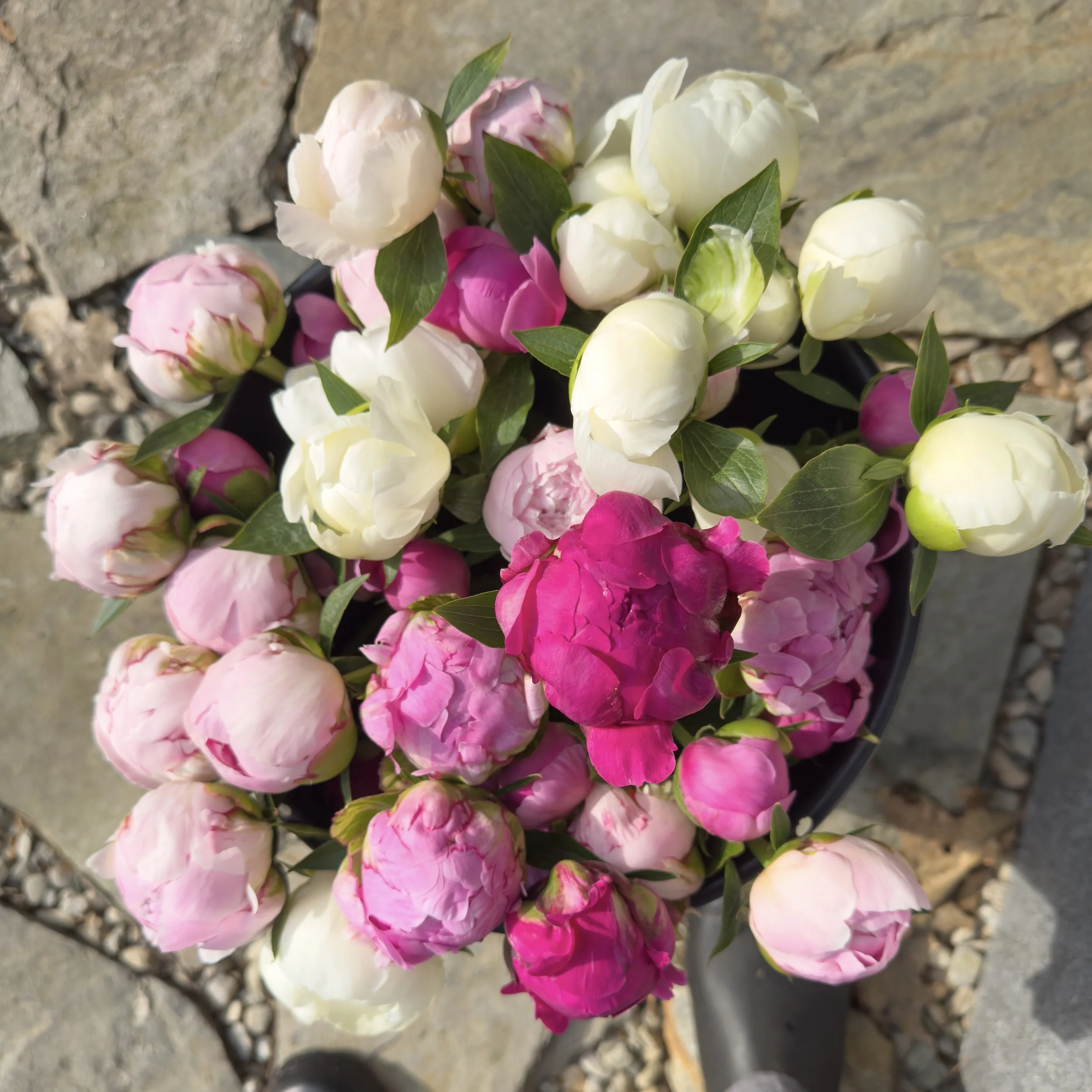 Peony Bucket_one_KristenPreble.jpg