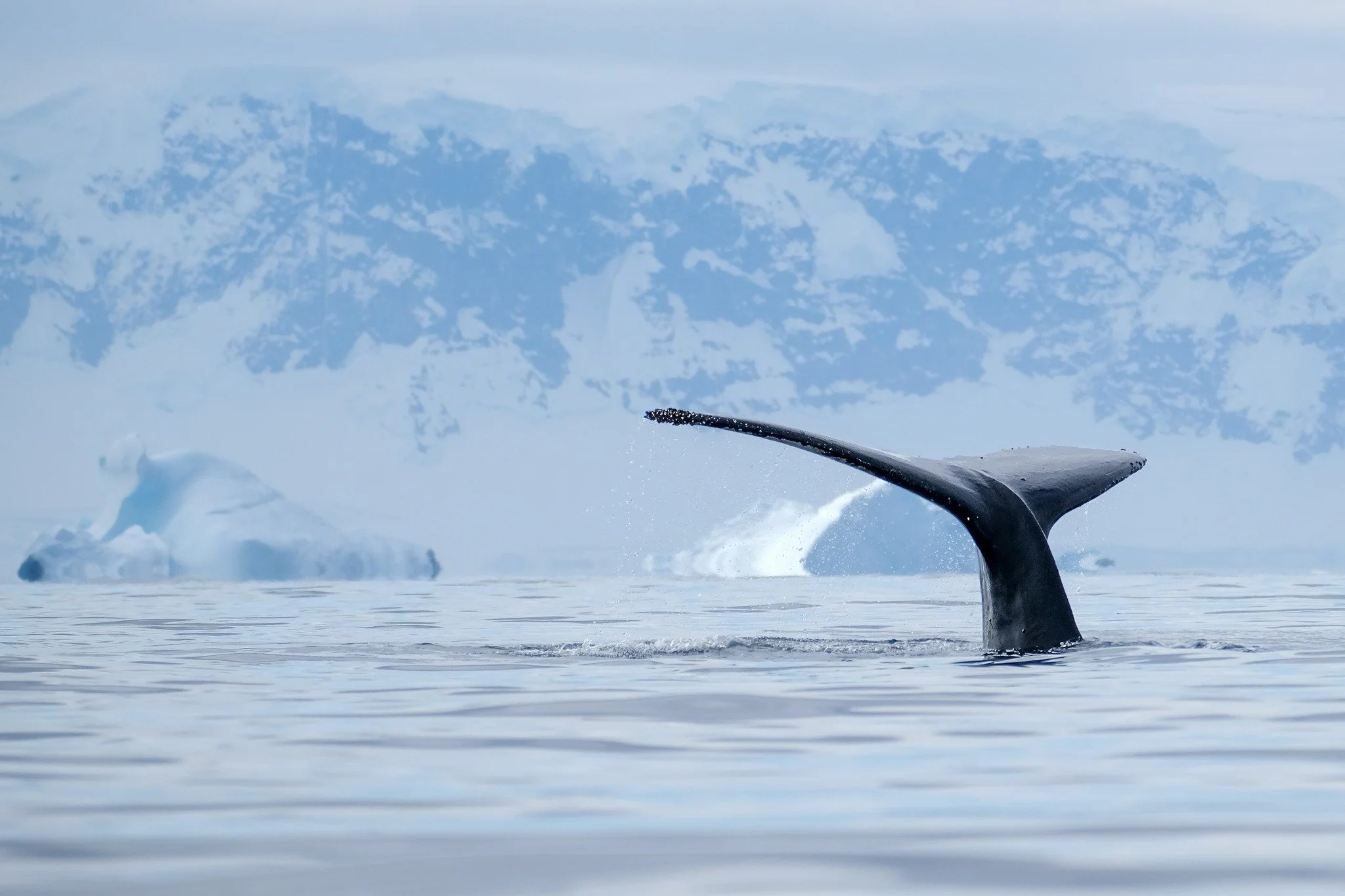 Whale tail fluking Antartica expedition cruise.