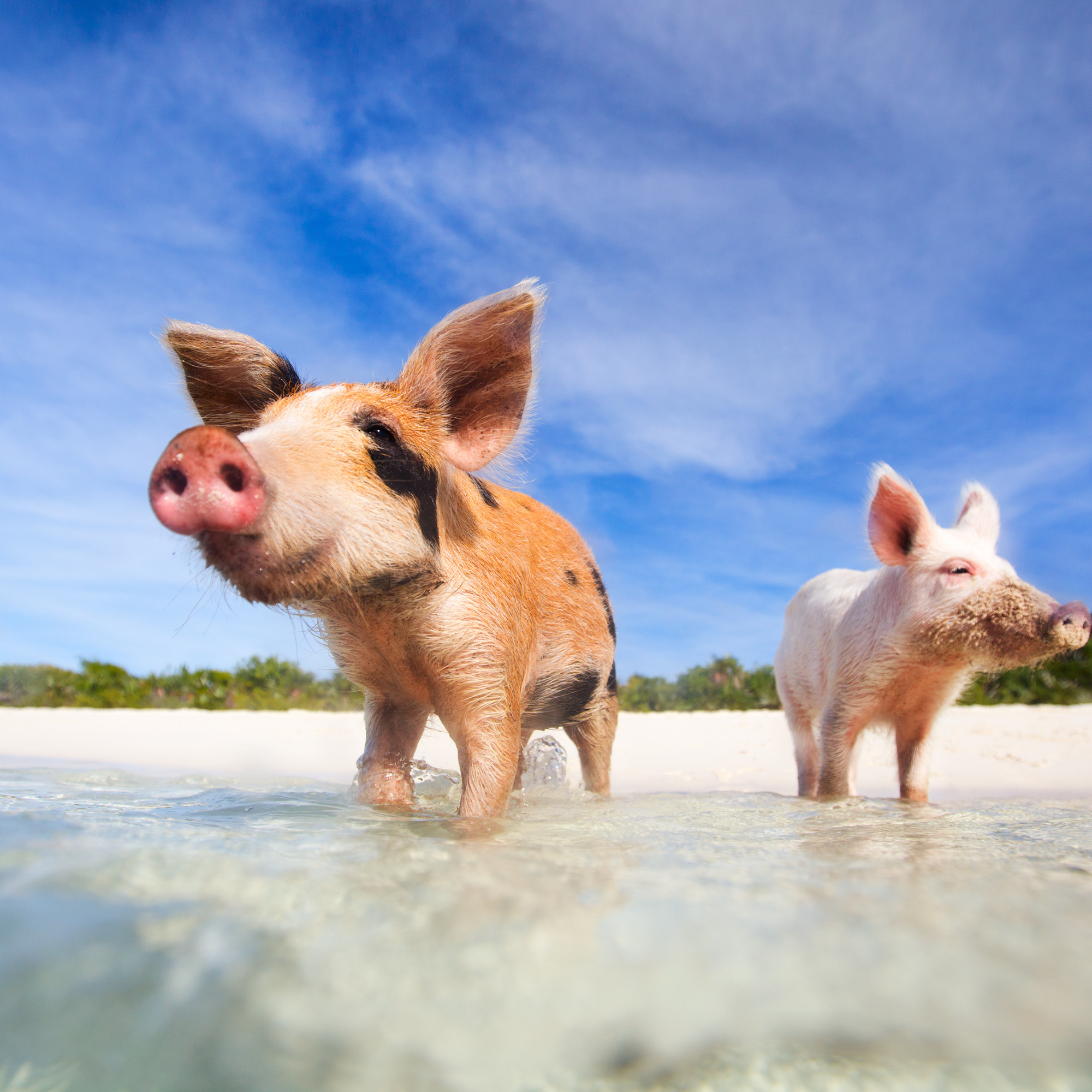 Swimming with pigs adventure in Exuma Bahamas.