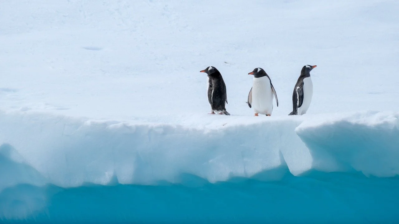 Penguins on ice in Antarctica.