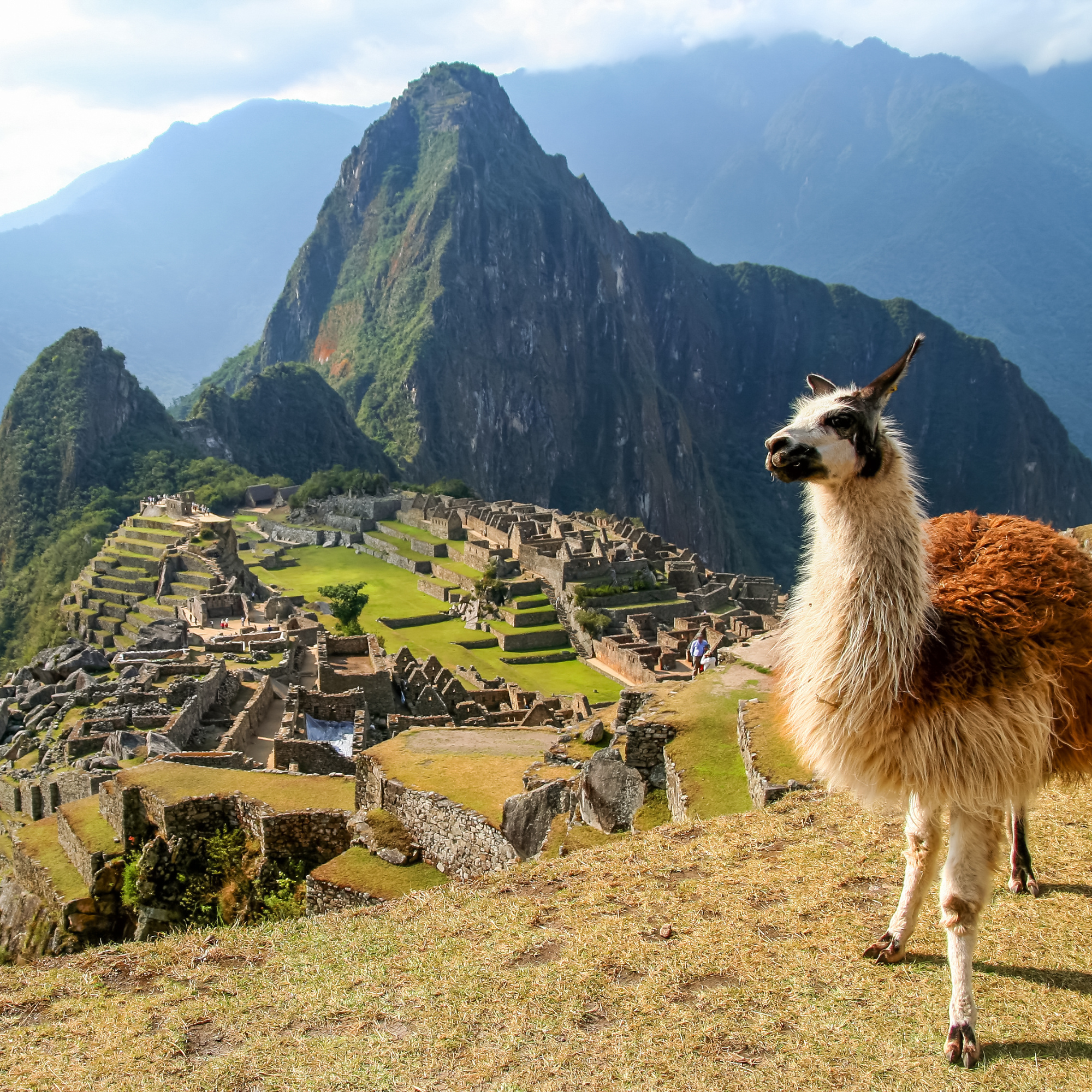 A llama on a mountain, in front of some type of ruins from ancient civilization.