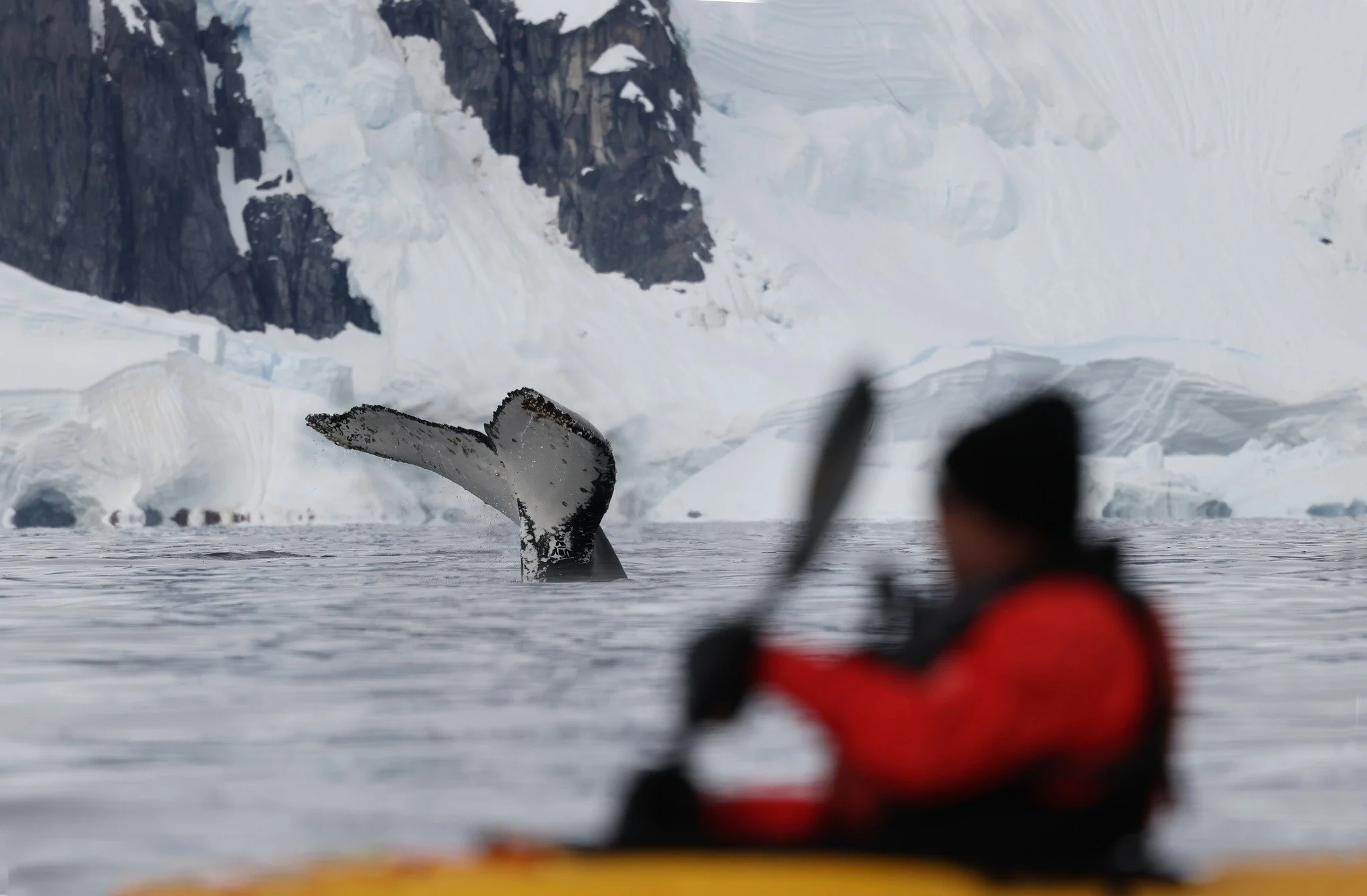 Kayaker in Antarctica with whale fluke.