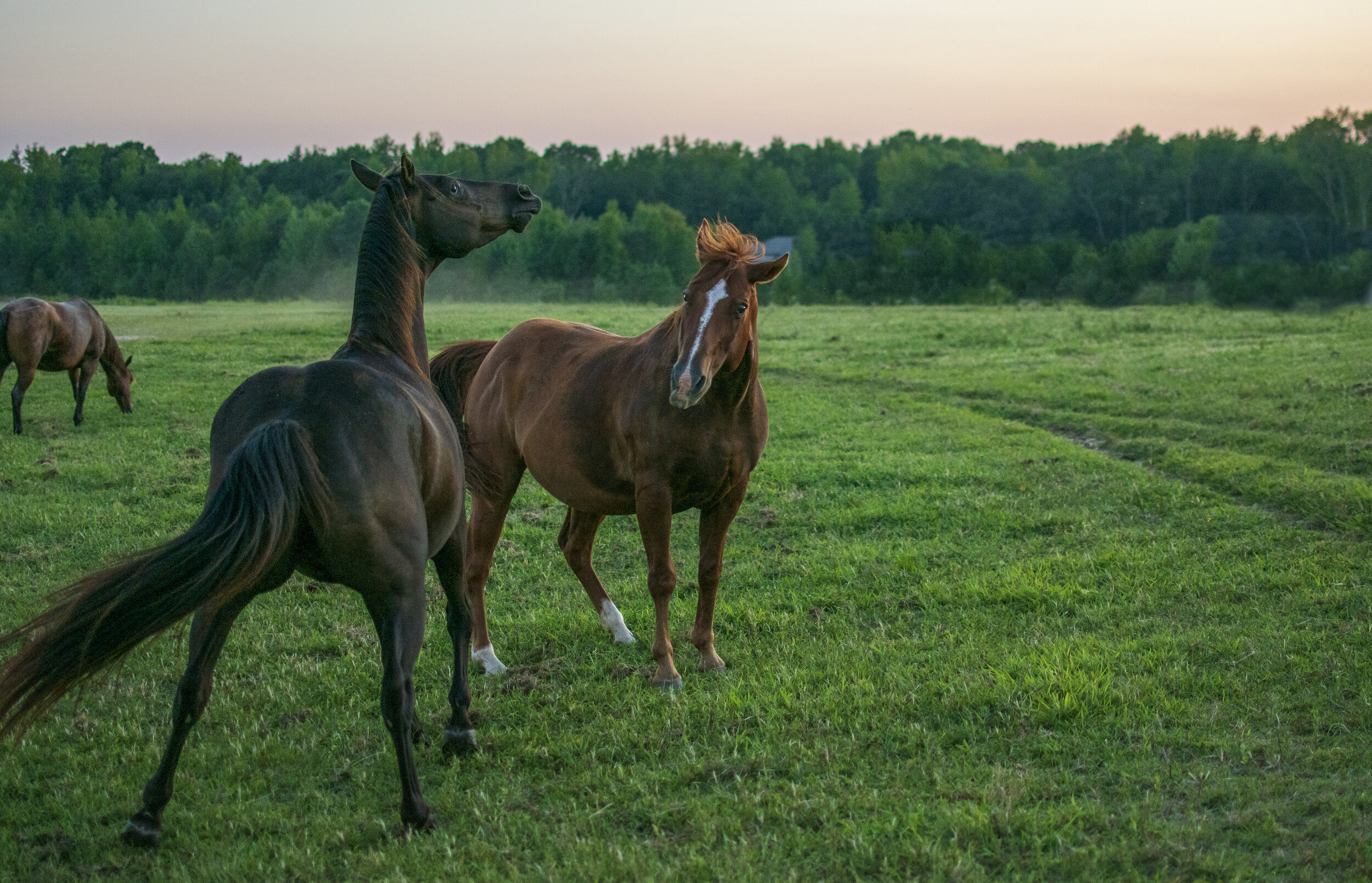 HORSES18.JPG